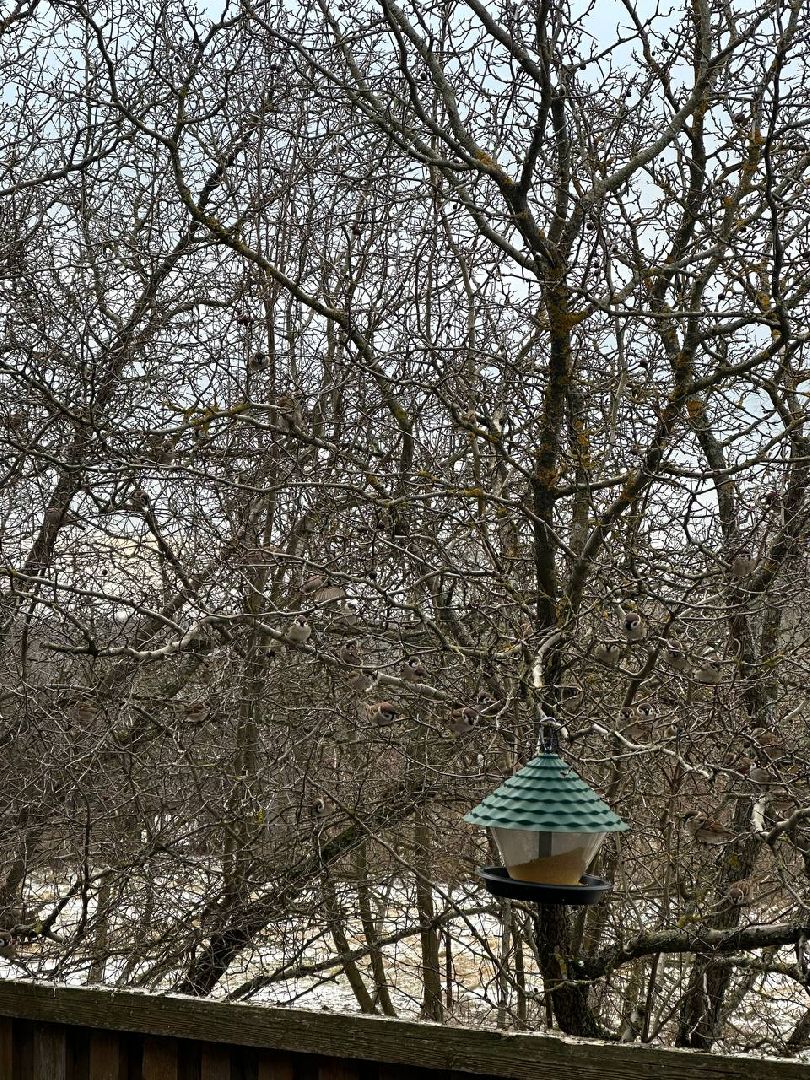 стая воробьев, истра, деревня манихино, птицы подмосковья, вертикалки