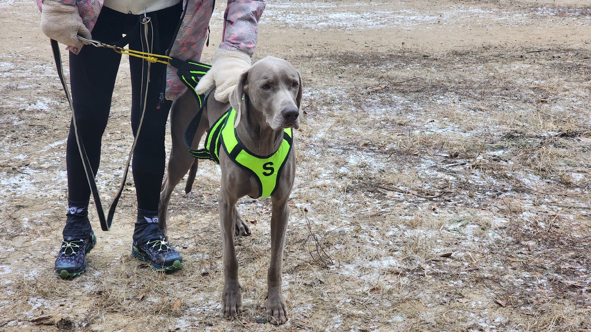 спорт, кинологи, Первенство мо, Протвино,