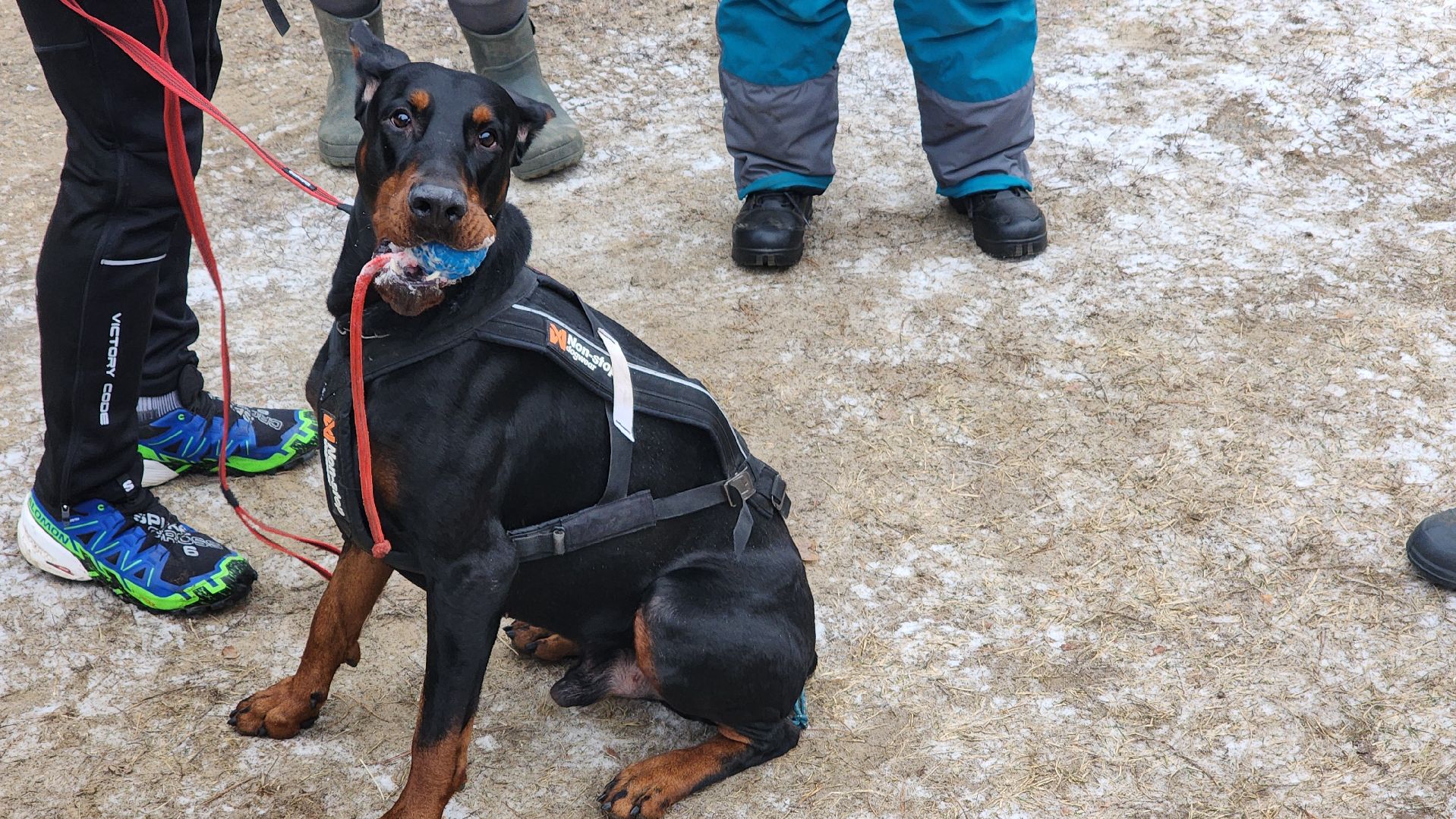спорт, кинологи, Первенство мо, Протвино,