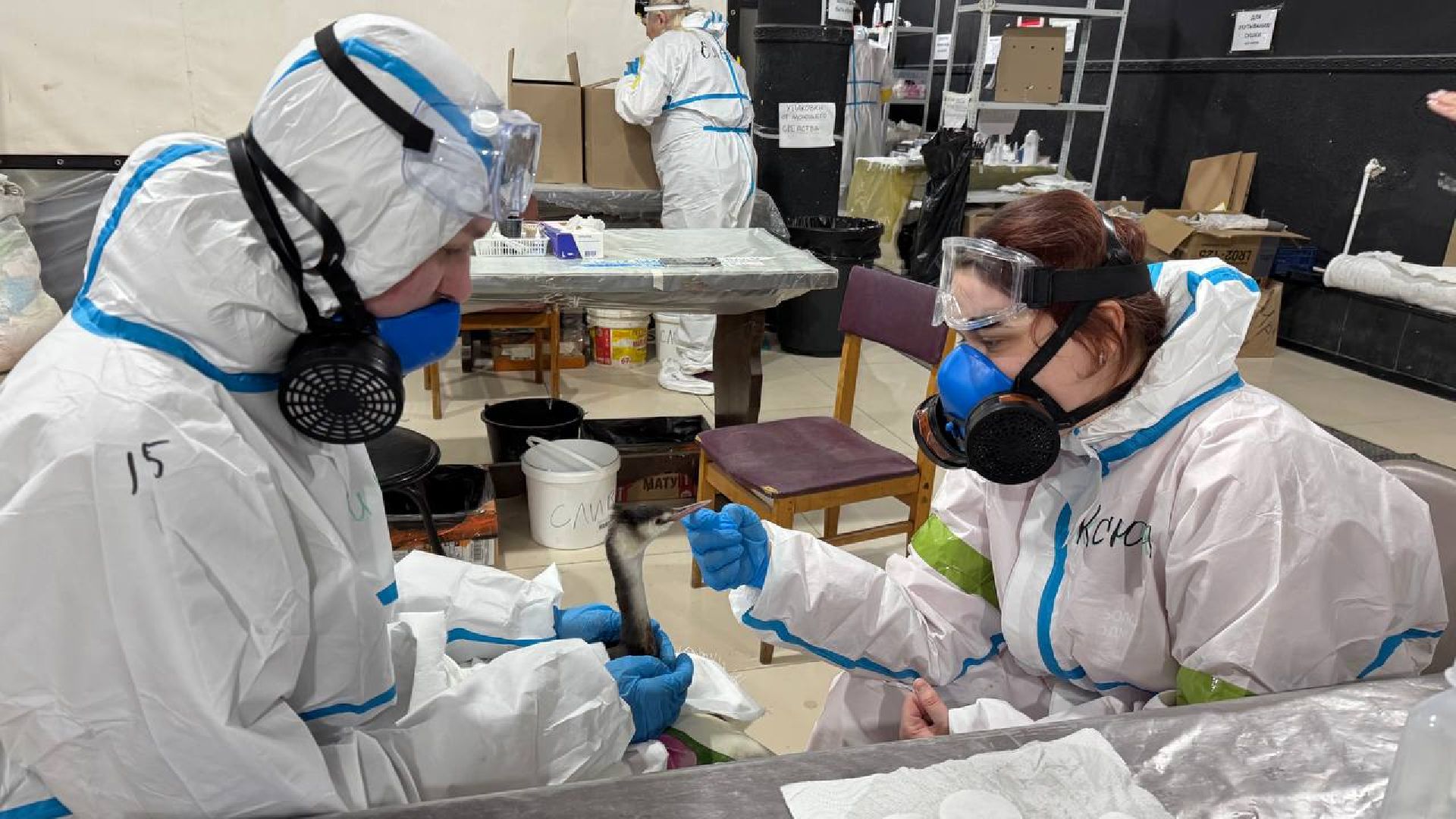 вертикалки, Бронницы, Волонтры Подмосковья, Волонтеры Подмосковья помогают в Анапе,