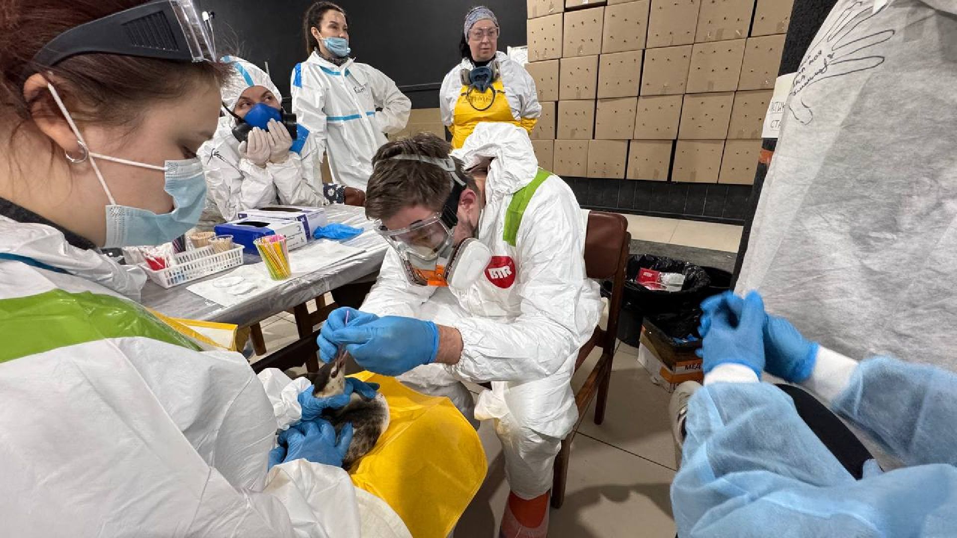 вертикалки, Бронницы, Волонтры Подмосковья, Волонтеры Подмосковья помогают в Анапе,