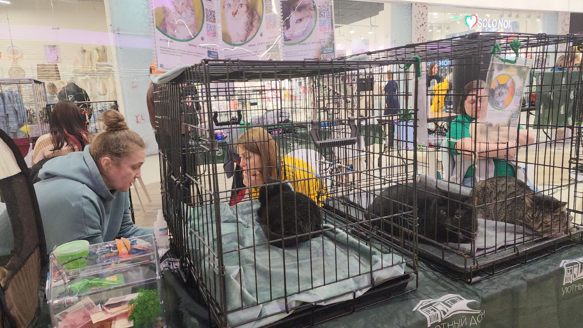 пушкино, волонтерская деятельность, бездомные животные, пристройство, трц, кошки, собаки, вертикалка,