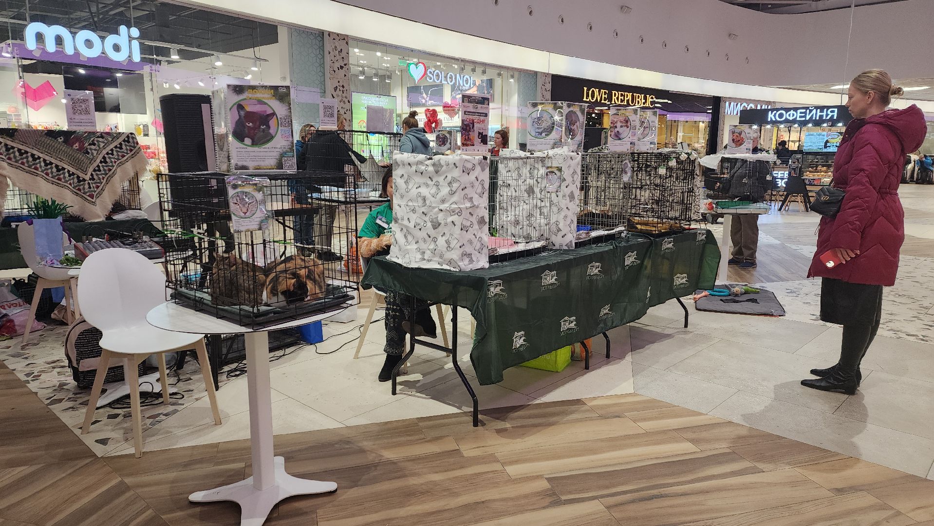 пушкино, волонтерская деятельность, бездомные животные, пристройство, трц, кошки, собаки, вертикалка,