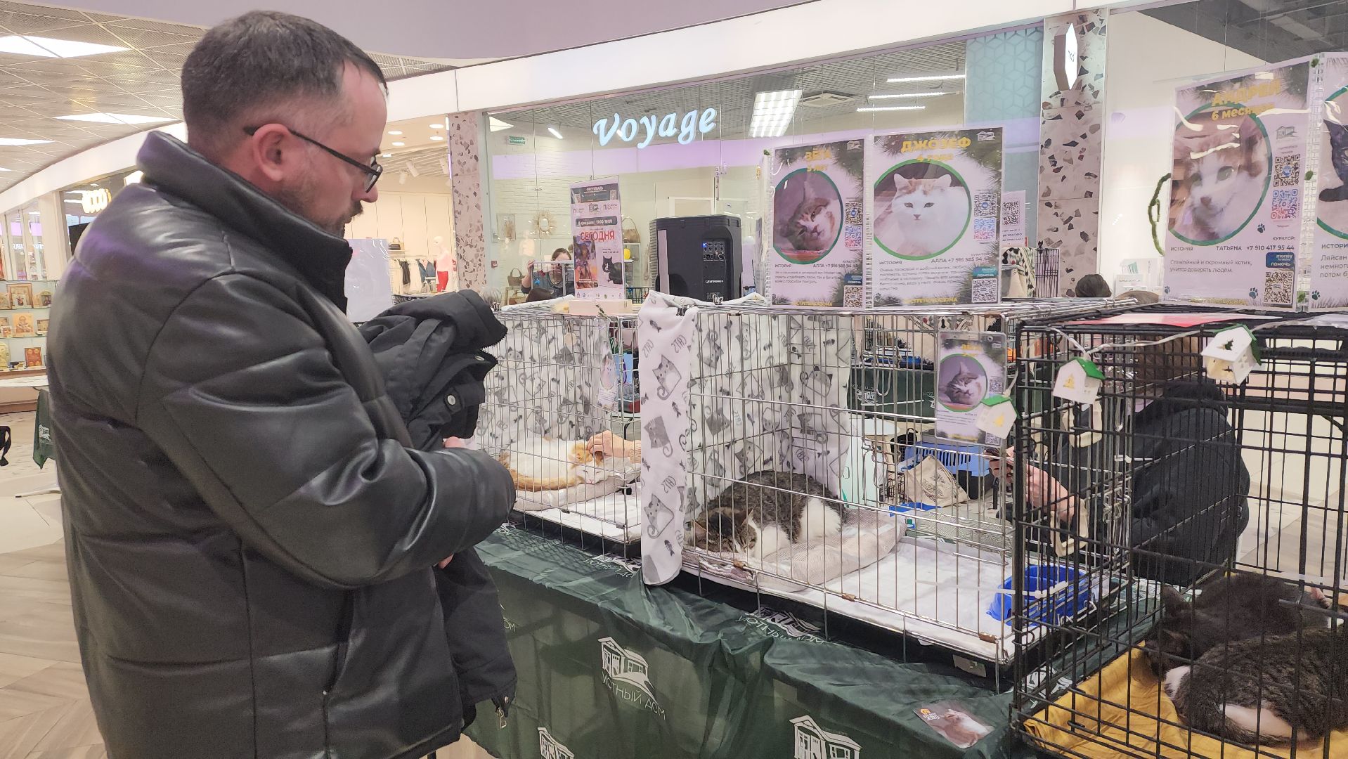 пушкино, волонтерская деятельность, бездомные животные, пристройство, трц, кошки, собаки, вертикалка,