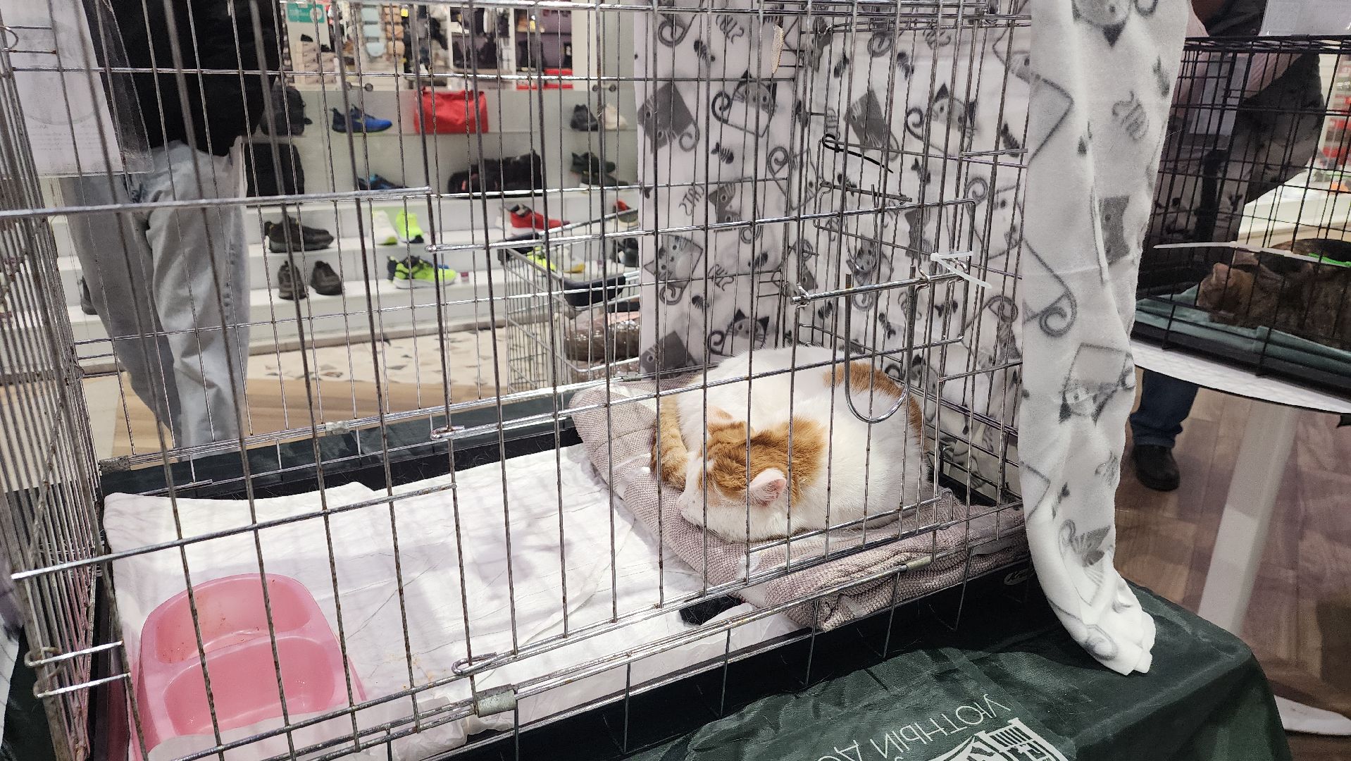 пушкино, волонтерская деятельность, бездомные животные, пристройство, трц, кошки, собаки, вертикалка,