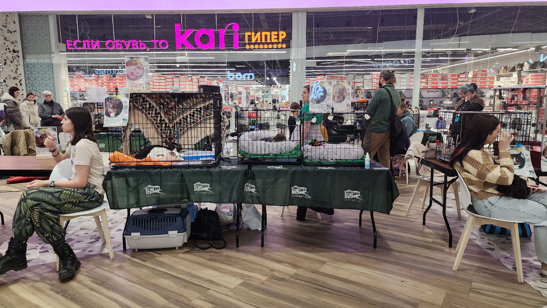 пушкино, волонтерская деятельность, бездомные животные, пристройство, трц, кошки, собаки, вертикалка,