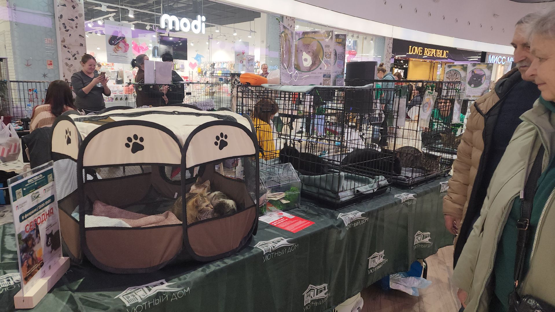 пушкино, волонтерская деятельность, бездомные животные, пристройство, трц, кошки, собаки, вертикалка,