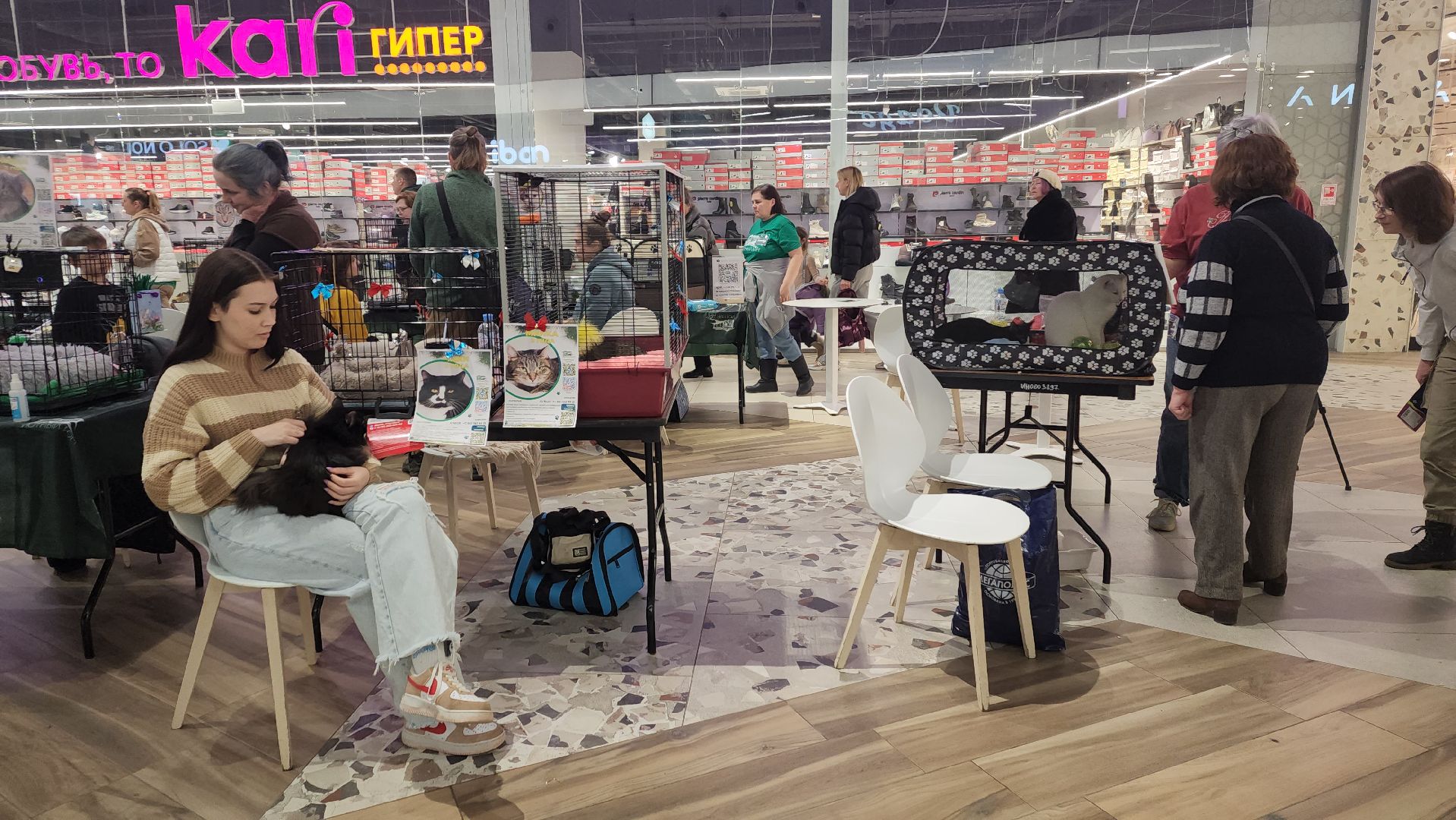 пушкино, волонтерская деятельность, бездомные животные, пристройство, трц, кошки, собаки, вертикалка,