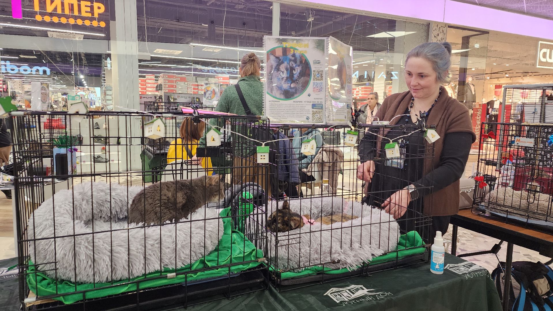 пушкино, волонтерская деятельность, бездомные животные, пристройство, трц, кошки, собаки, вертикалка,