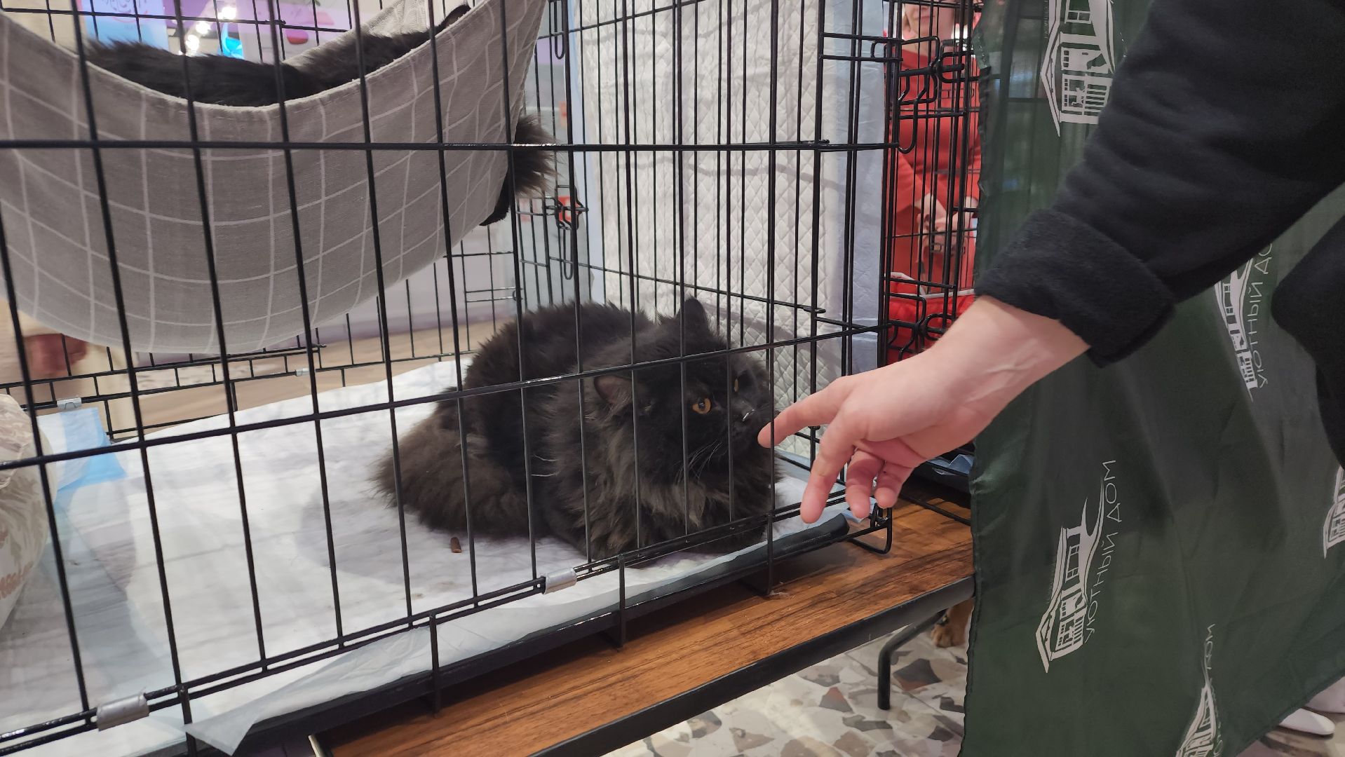 пушкино, волонтерская деятельность, бездомные животные, пристройство, трц, кошки, собаки, вертикалка,