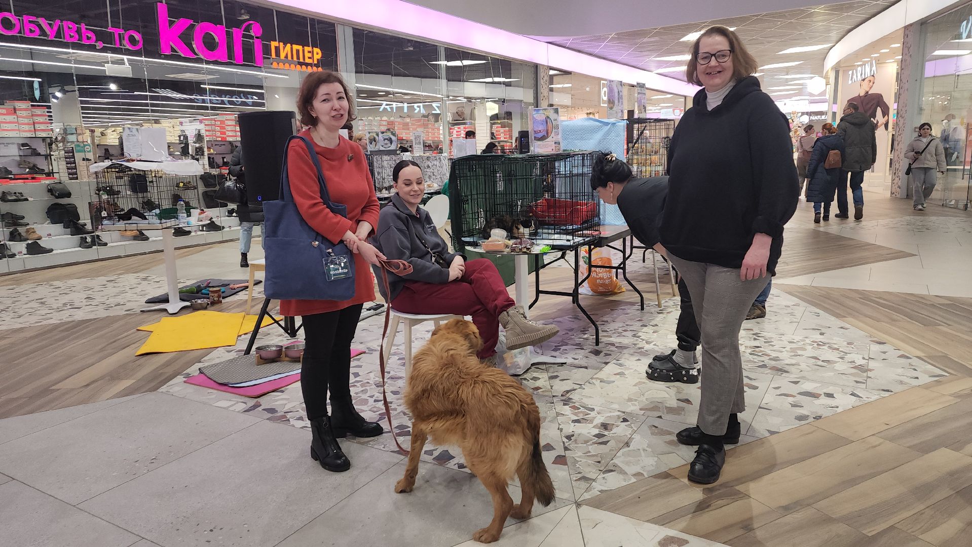 пушкино, волонтерская деятельность, бездомные животные, пристройство, трц, кошки, собаки, вертикалка,