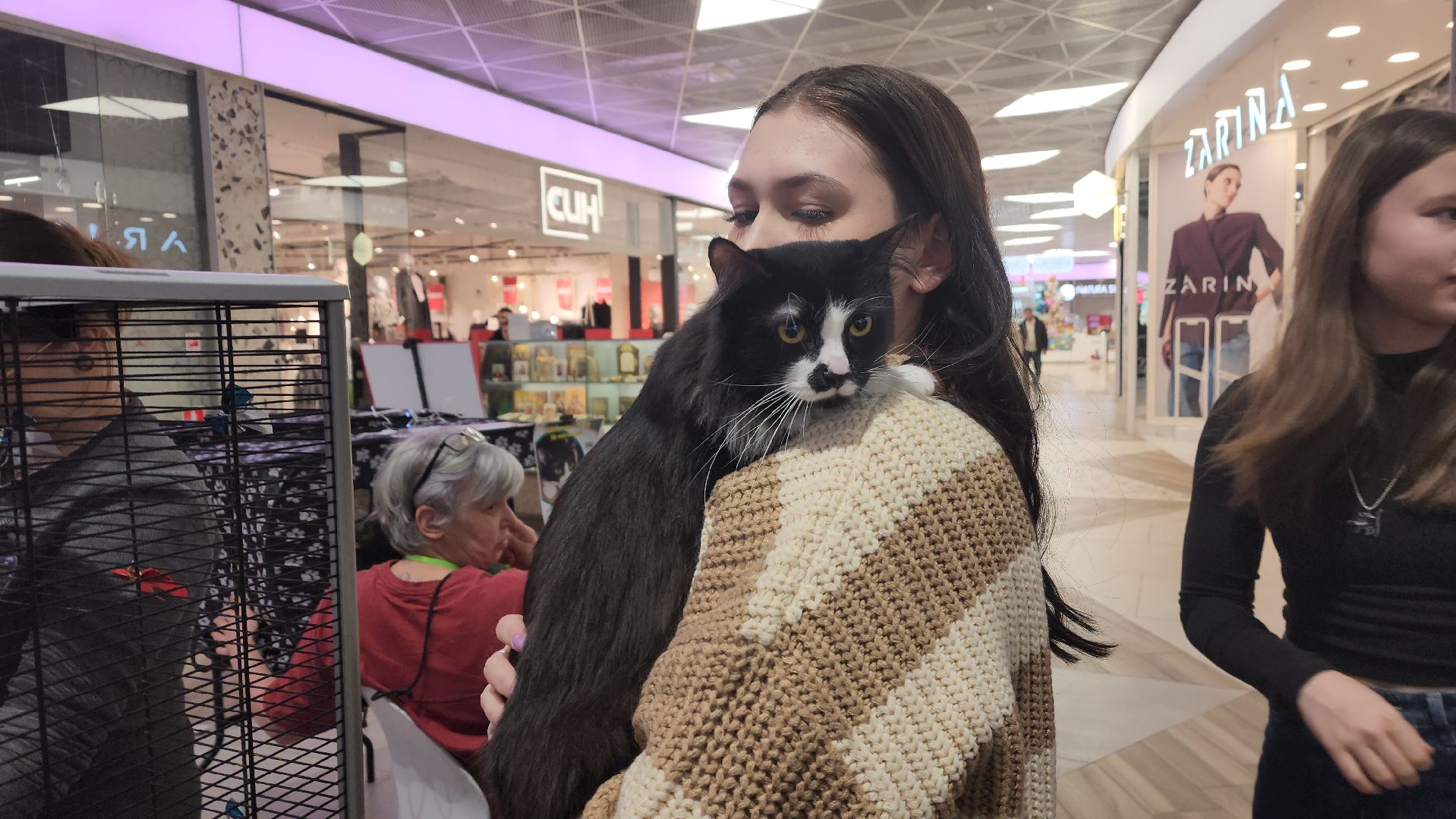 пушкино, волонтерская деятельность, бездомные животные, пристройство, трц, кошки, собаки, вертикалка,