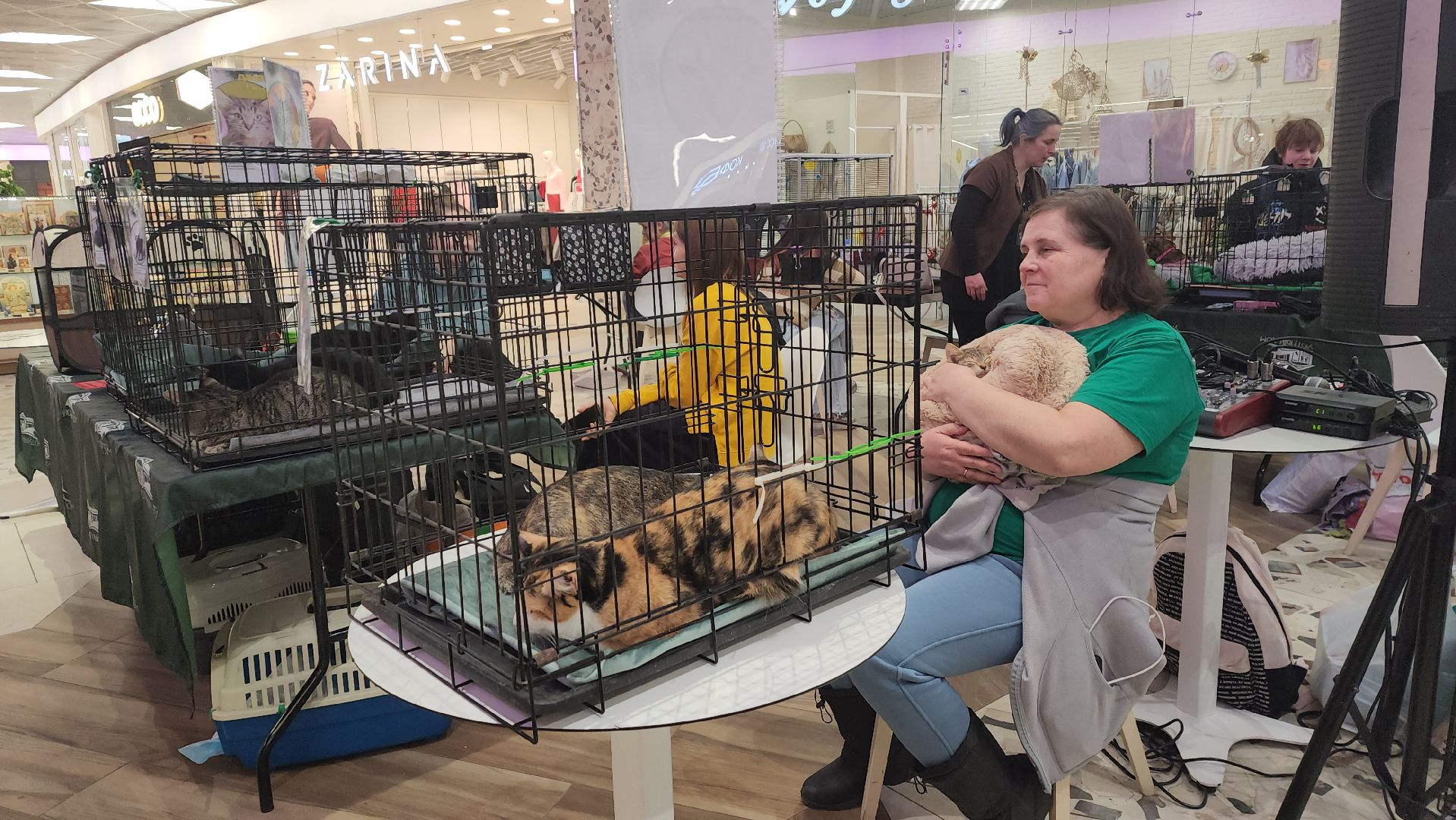 пушкино, волонтерская деятельность, бездомные животные, пристройство, трц, кошки, собаки, вертикалка,