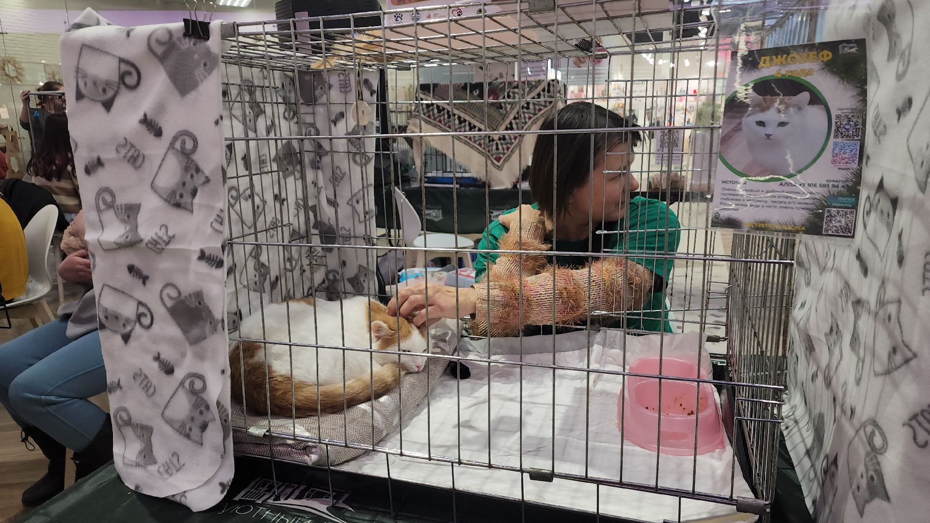 пушкино, волонтерская деятельность, бездомные животные, пристройство, трц, кошки, собаки, вертикалка,