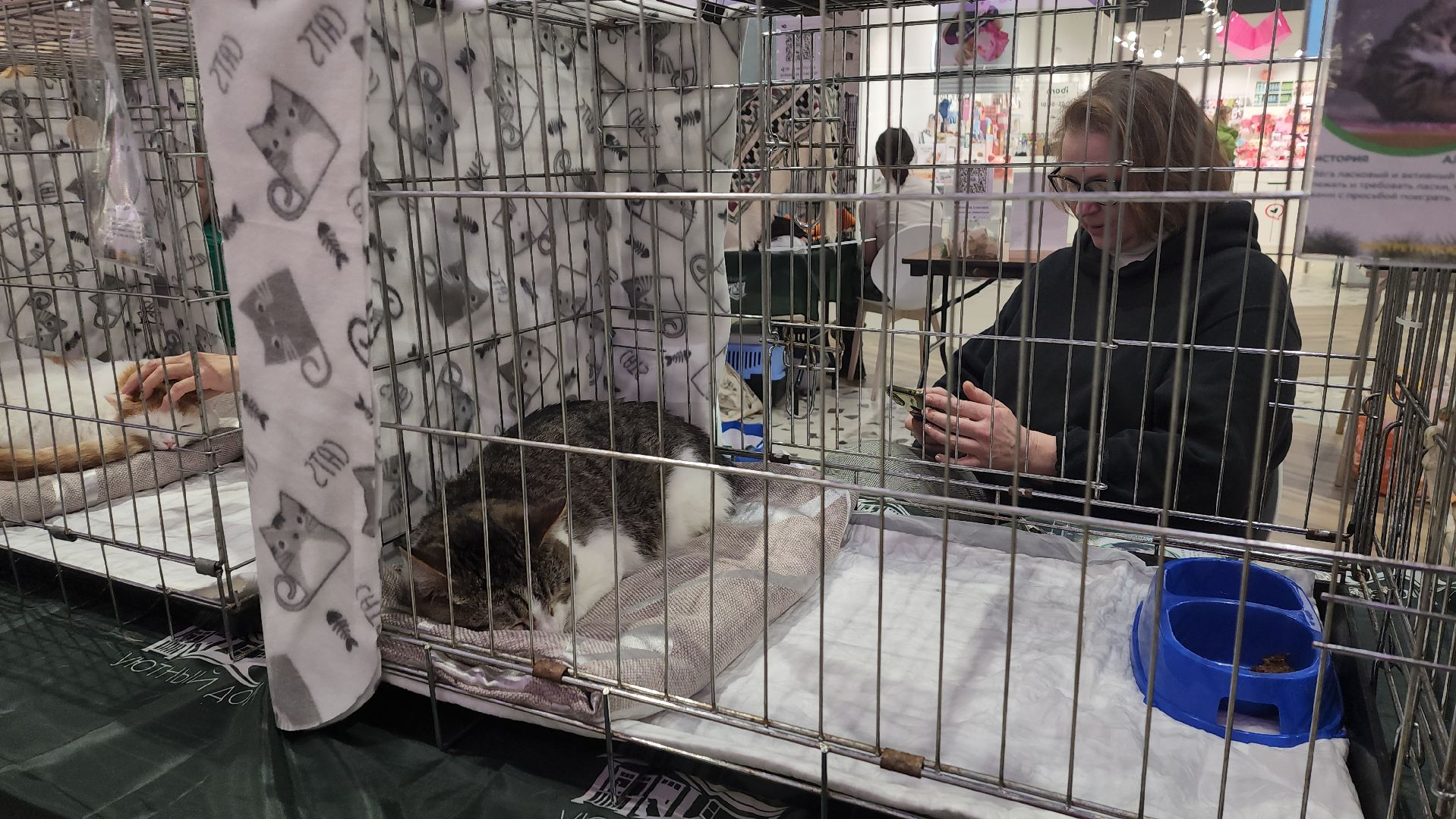 пушкино, волонтерская деятельность, бездомные животные, пристройство, трц, кошки, собаки, вертикалка,