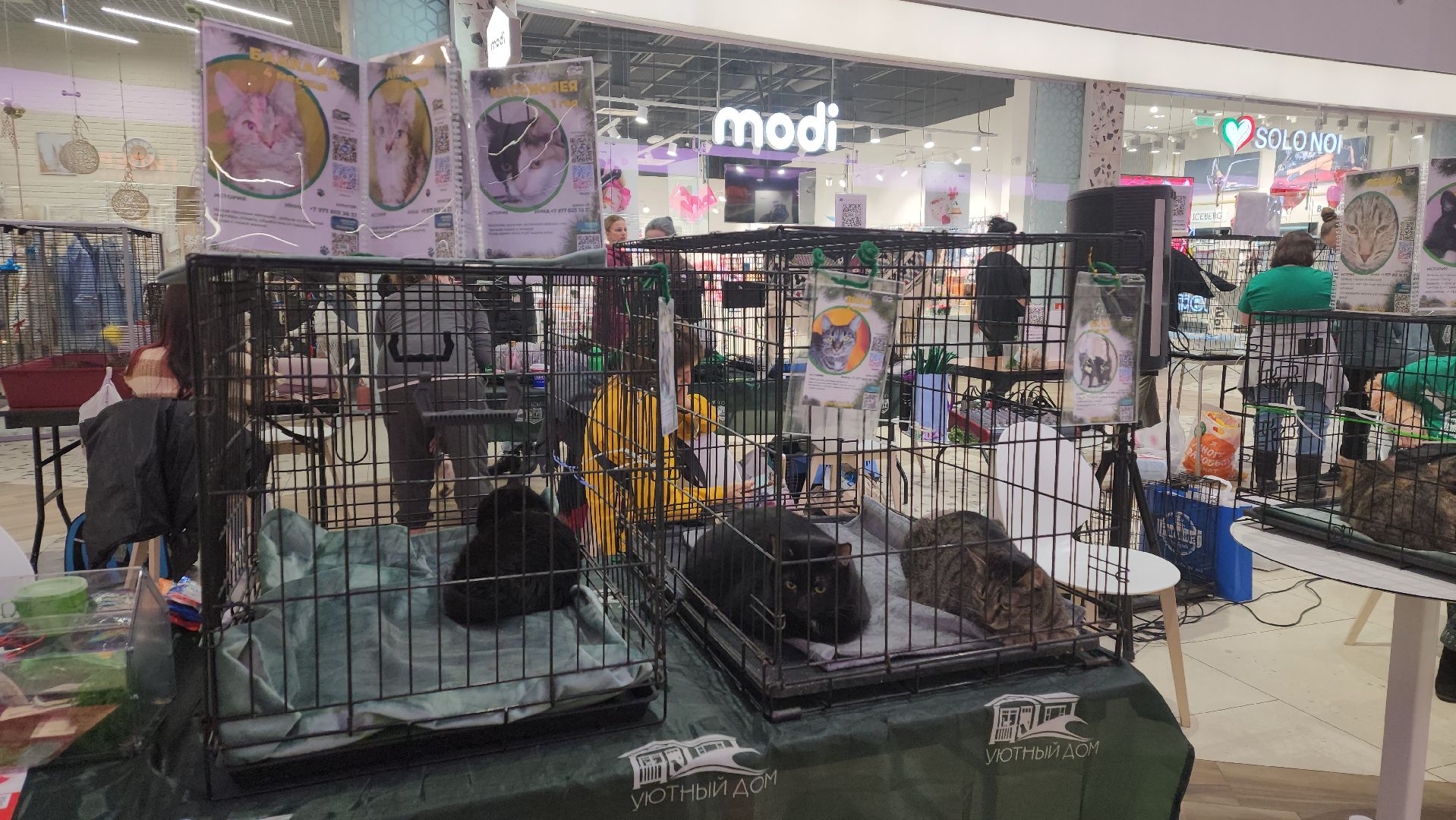 пушкино, волонтерская деятельность, бездомные животные, пристройство, трц, кошки, собаки, вертикалка,