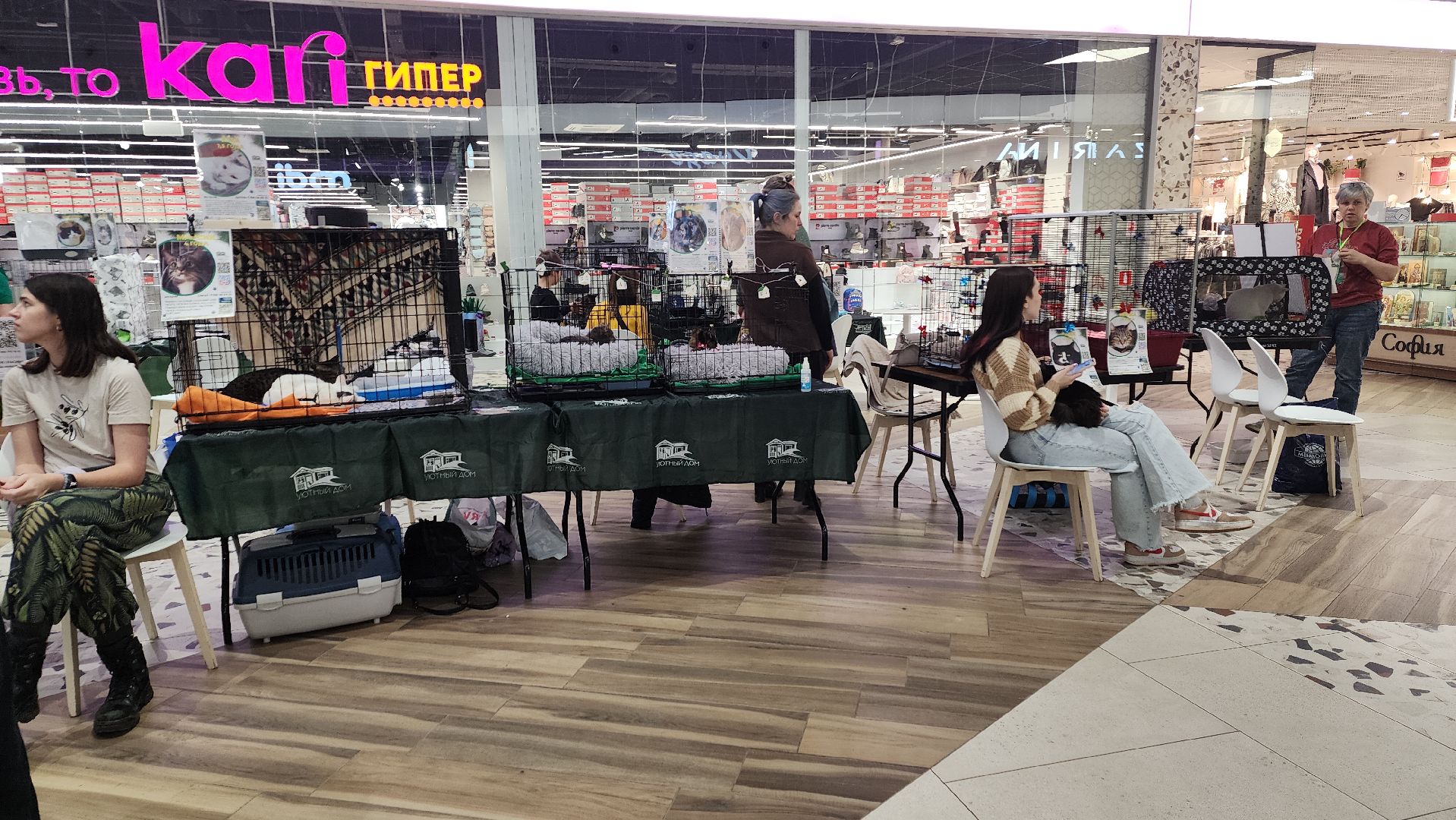 пушкино, волонтерская деятельность, бездомные животные, пристройство, трц, кошки, собаки, вертикалка,