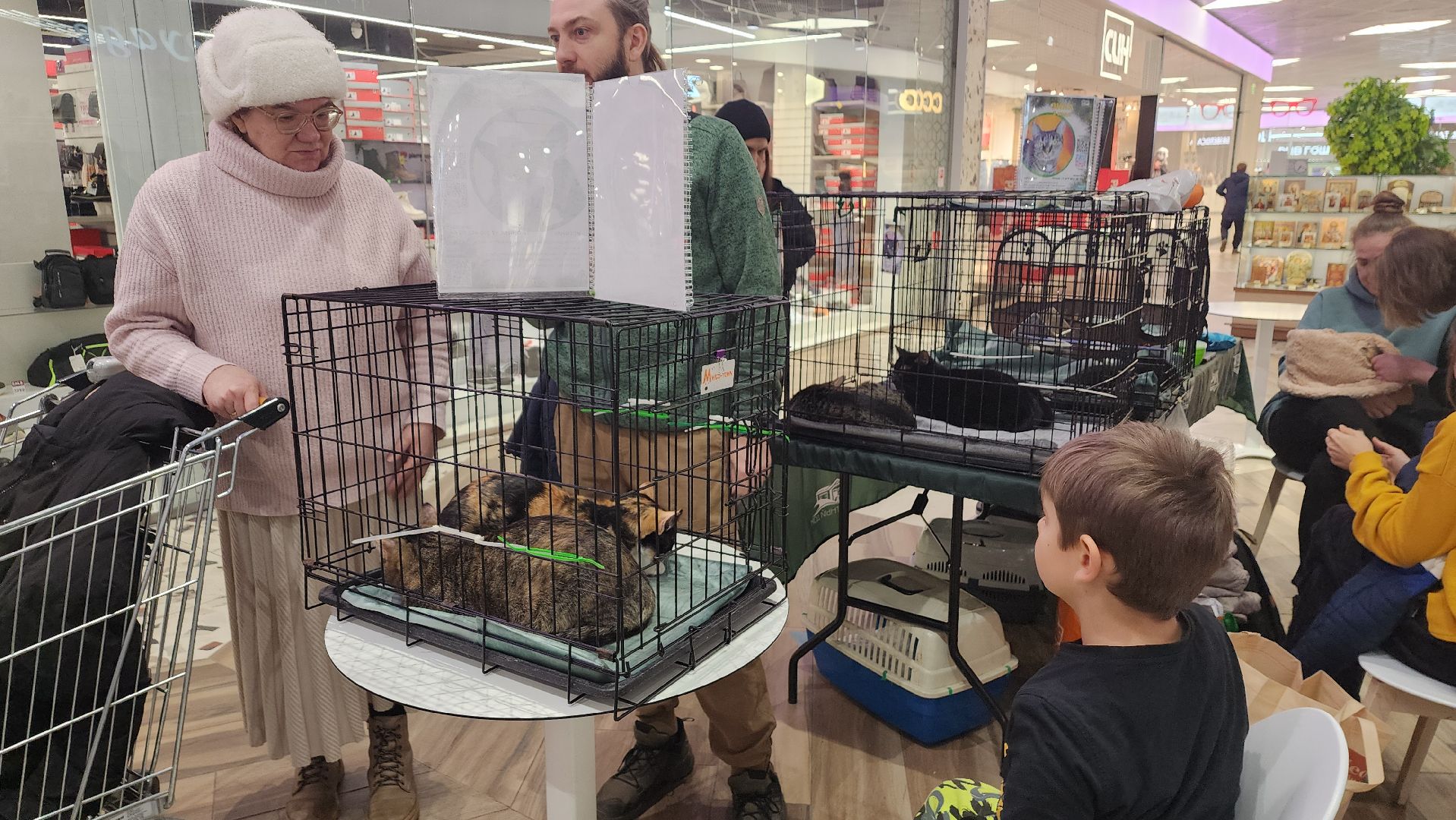пушкино, волонтерская деятельность, бездомные животные, пристройство, трц, кошки, собаки, вертикалка,