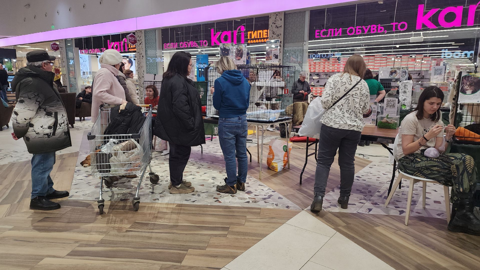 пушкино, волонтерская деятельность, бездомные животные, пристройство, трц, кошки, собаки, вертикалка,