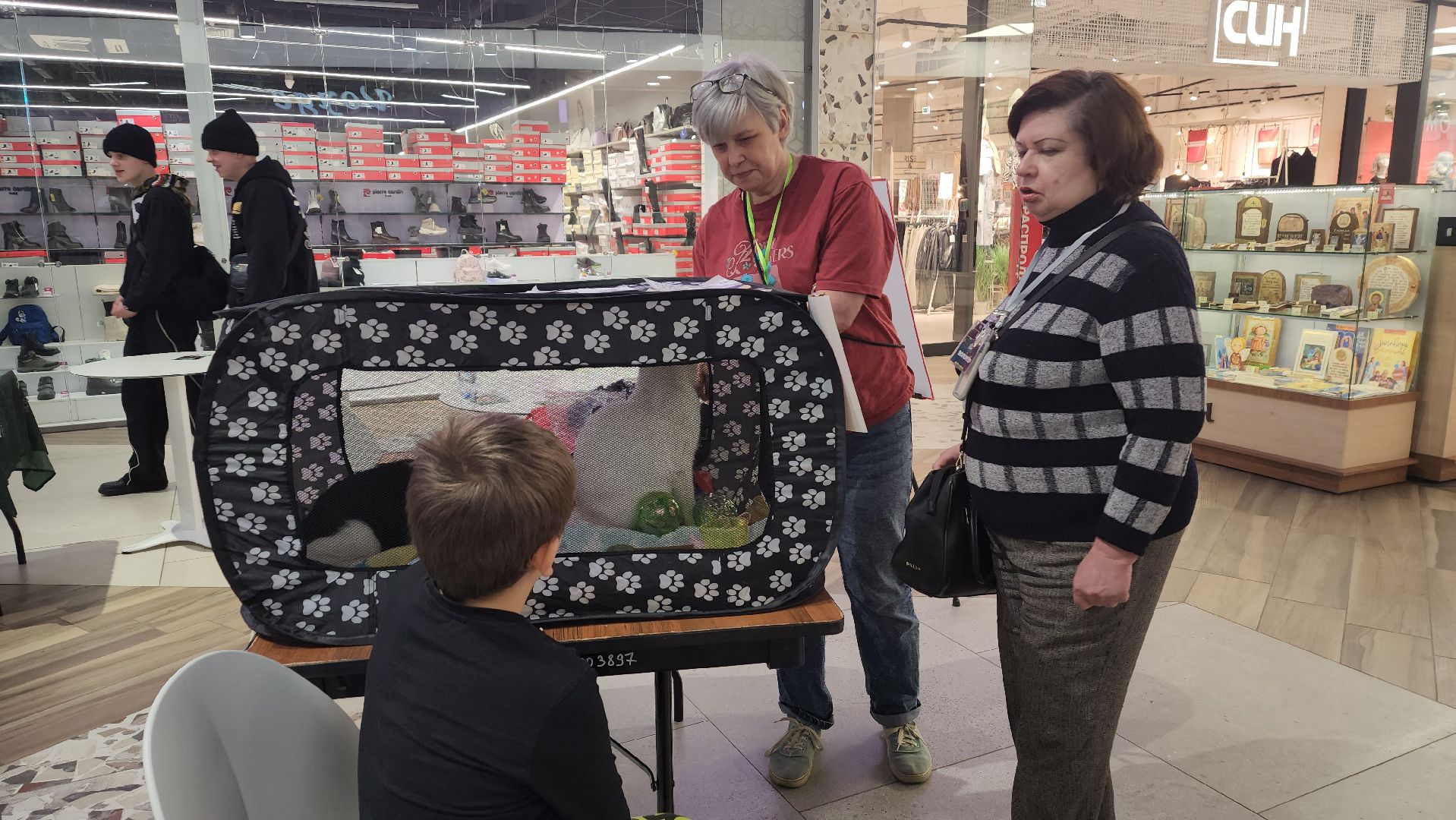 пушкино, волонтерская деятельность, бездомные животные, пристройство, трц, кошки, собаки, вертикалка,