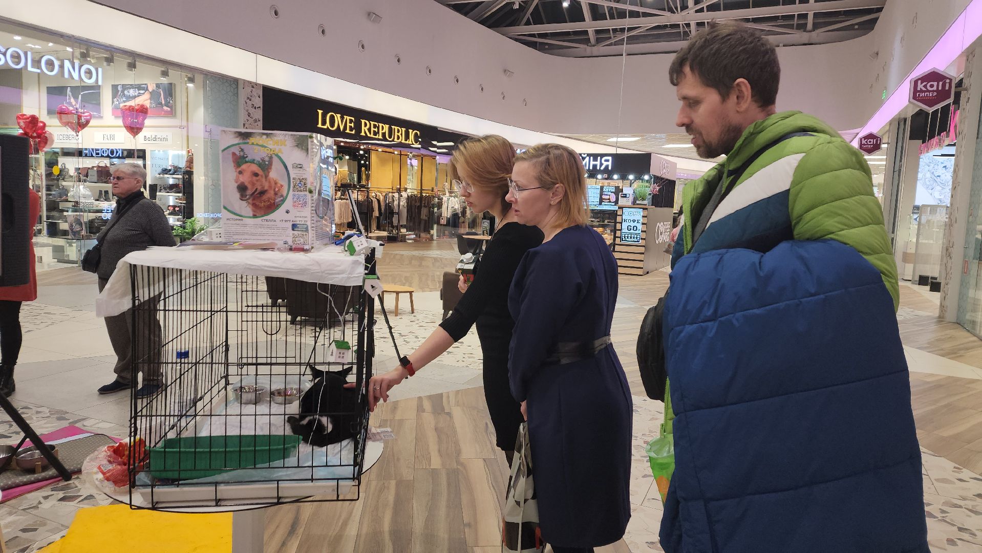 пушкино, волонтерская деятельность, бездомные животные, пристройство, трц, кошки, собаки, вертикалка,