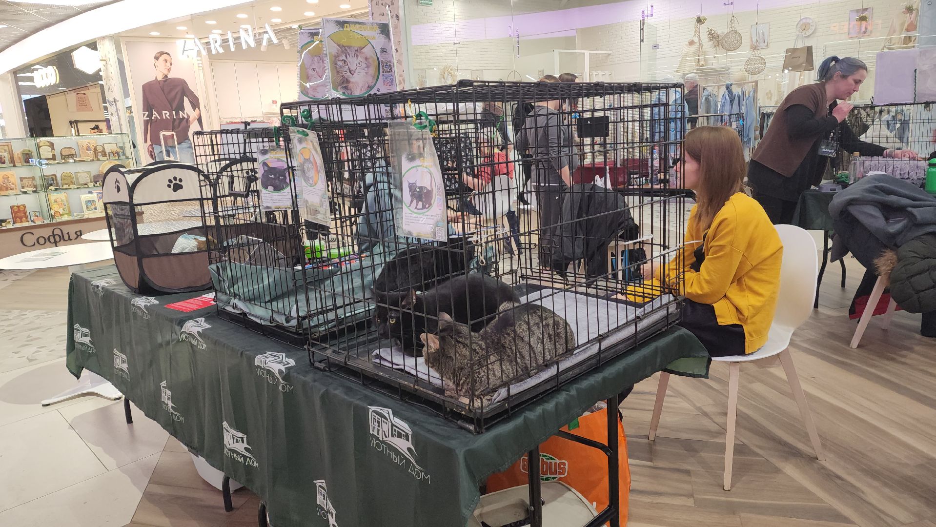 пушкино, волонтерская деятельность, бездомные животные, пристройство, трц, кошки, собаки, вертикалка,