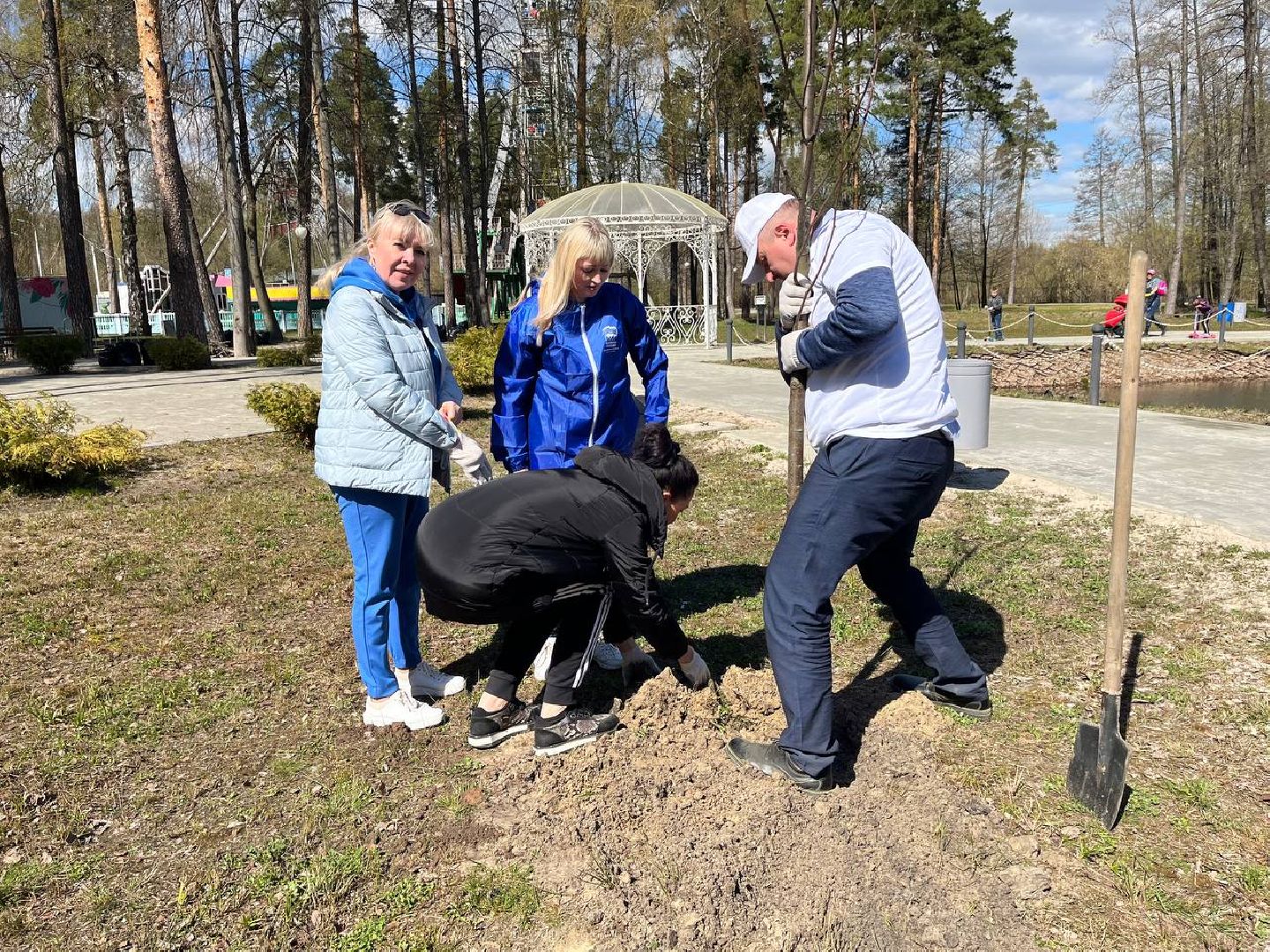 высадили дерево, Шатура, парк, липа