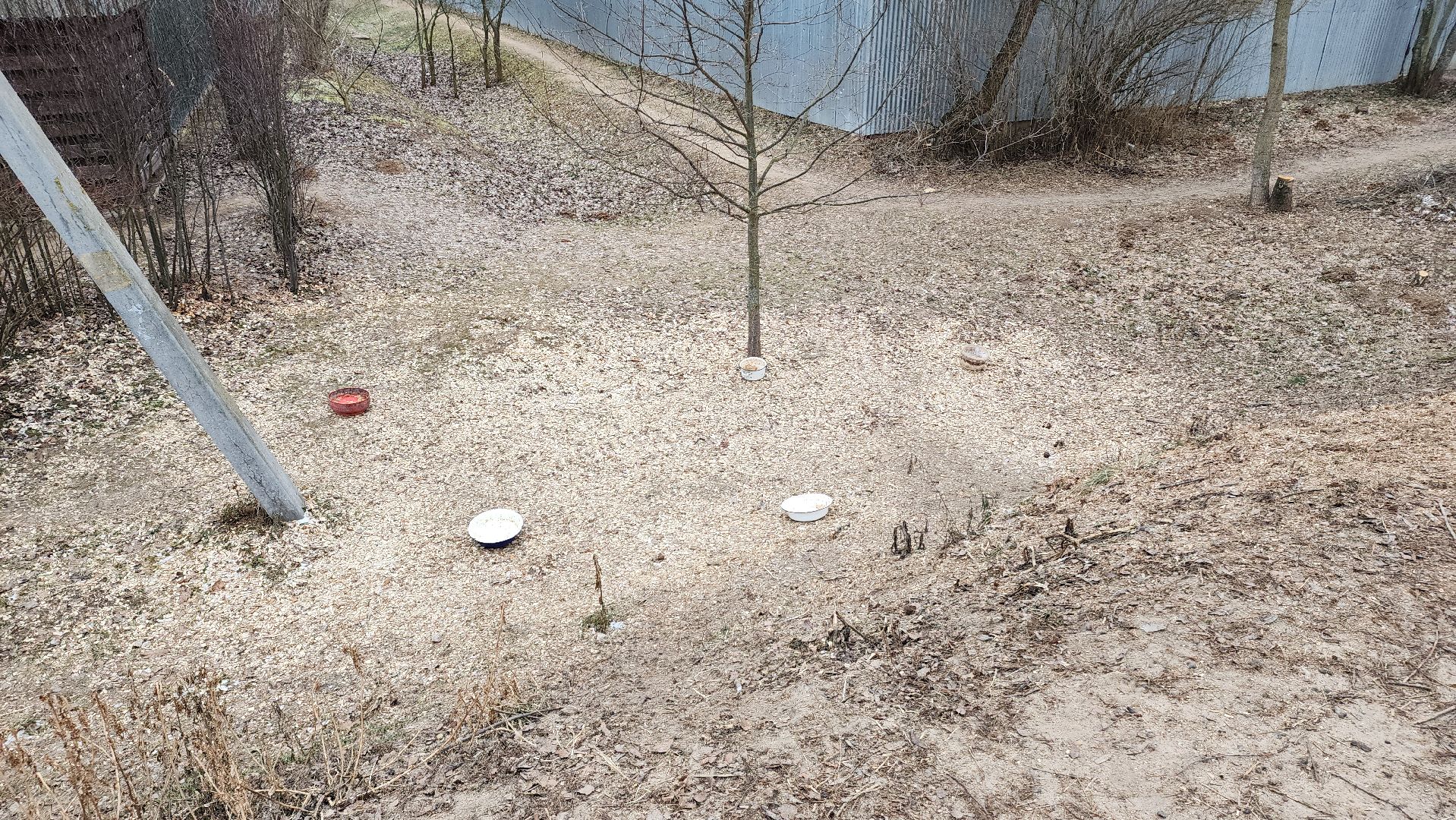 ступино, выездная администрация, бродячие собаки,