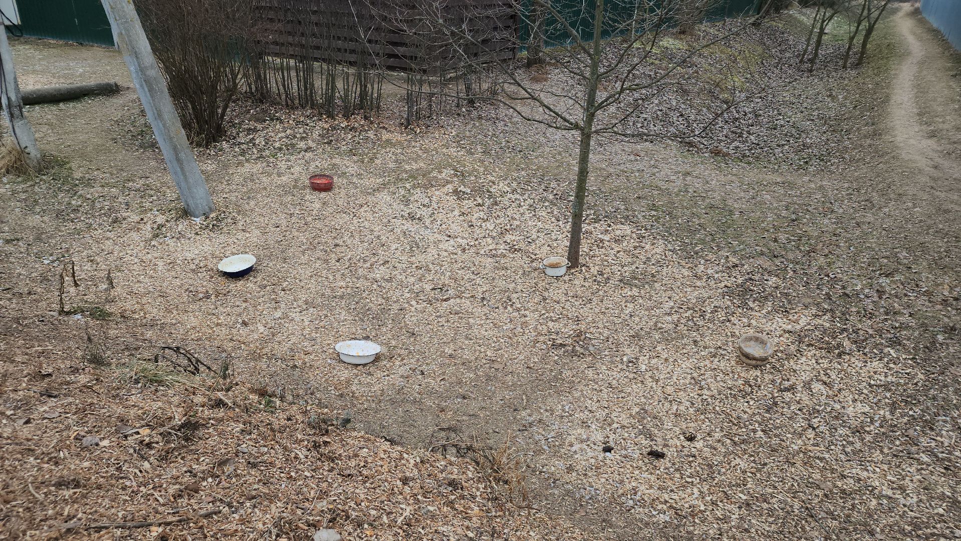 ступино, выездная администрация, бродячие собаки,