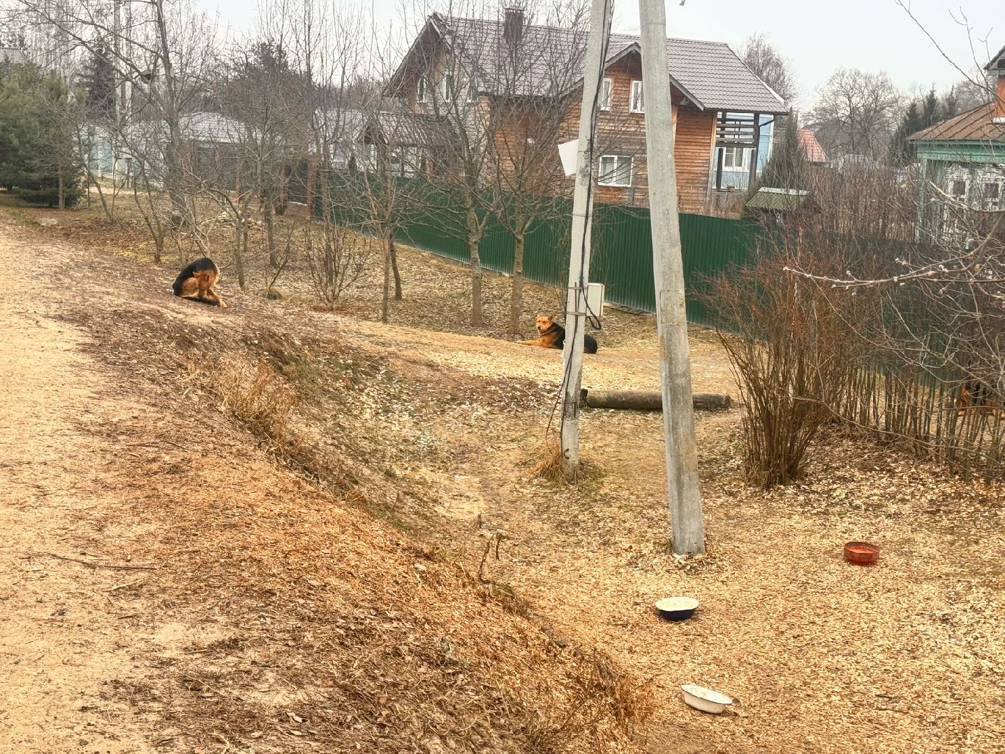 ступино, выездная администрация, бродячие собаки,