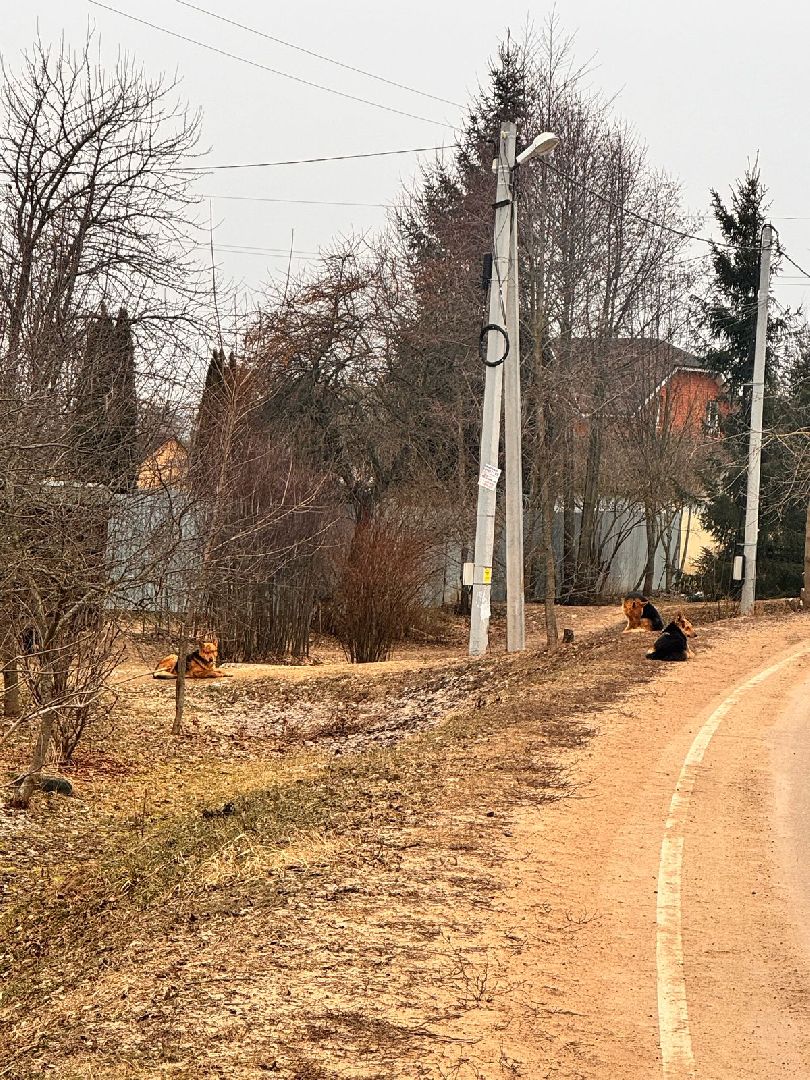 ступино, выездная администрация, бродячие собаки,
