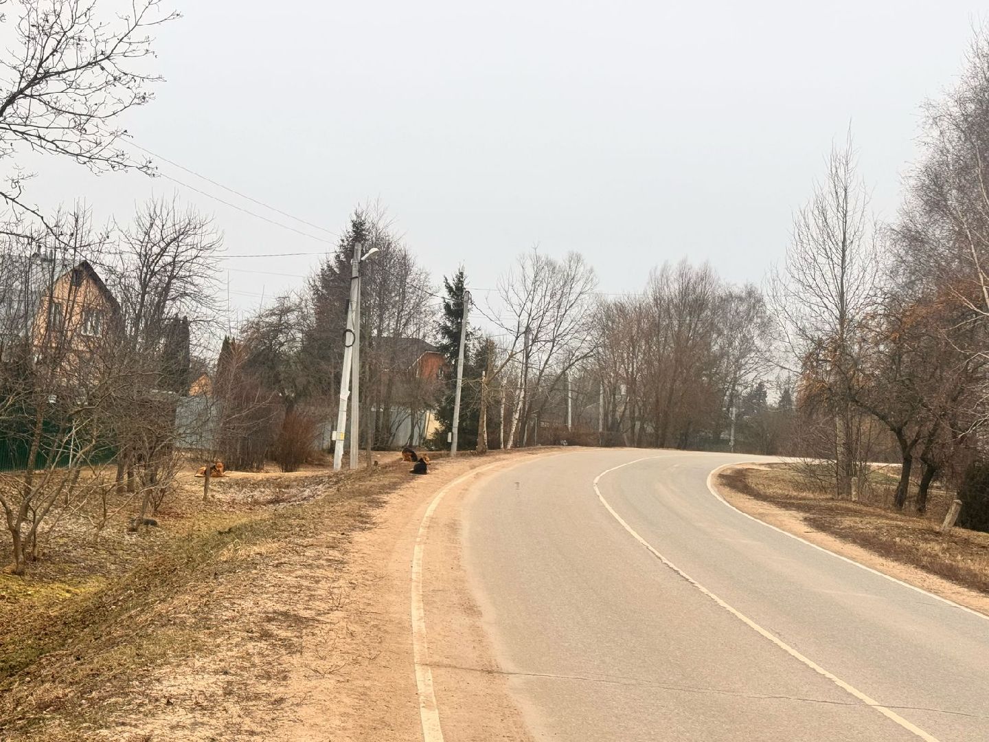 ступино, выездная администрация, бродячие собаки,