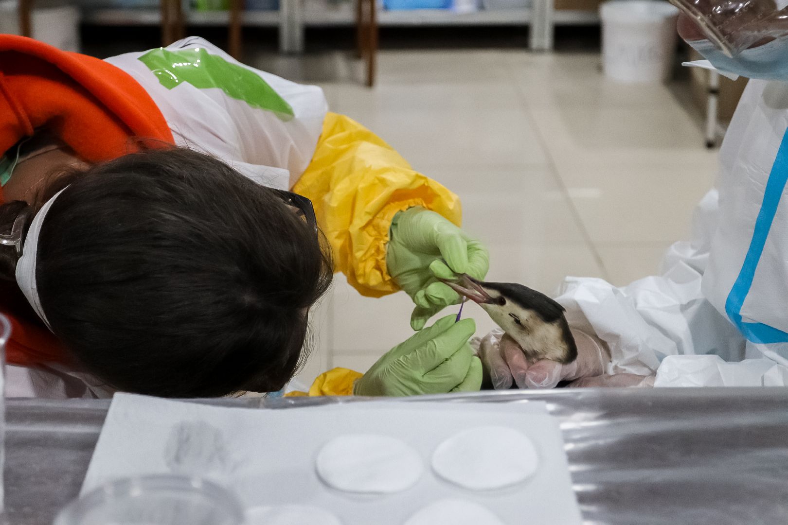 Коломна, молодая гвардия подмосковья, черное море,