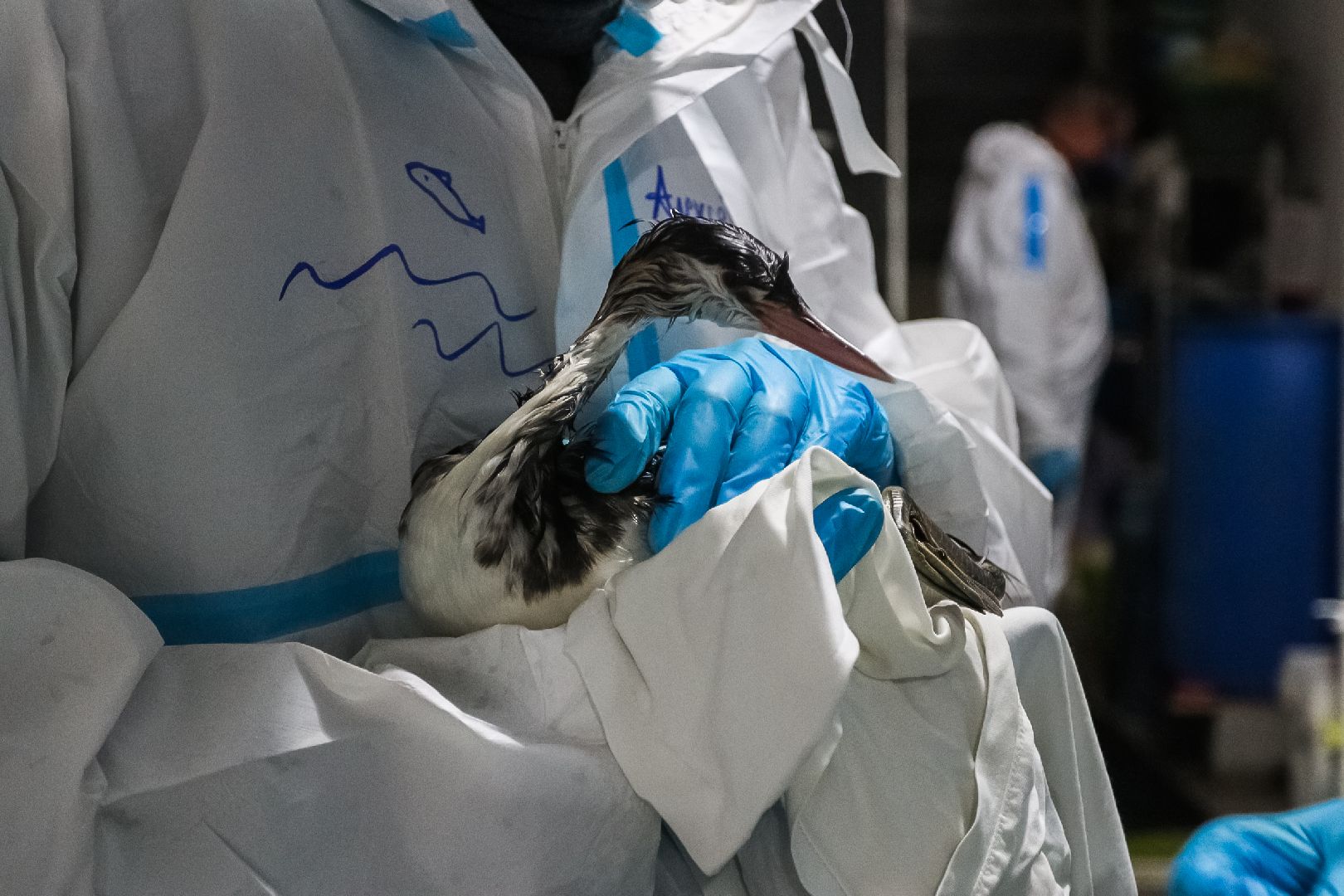 Коломна, молодая гвардия подмосковья, черное море,