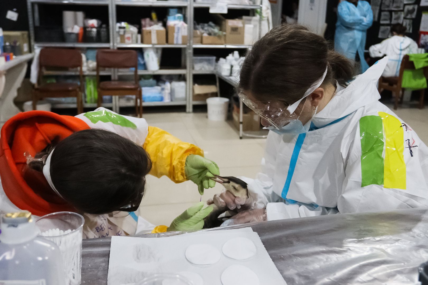 Коломна, молодая гвардия подмосковья, черное море,