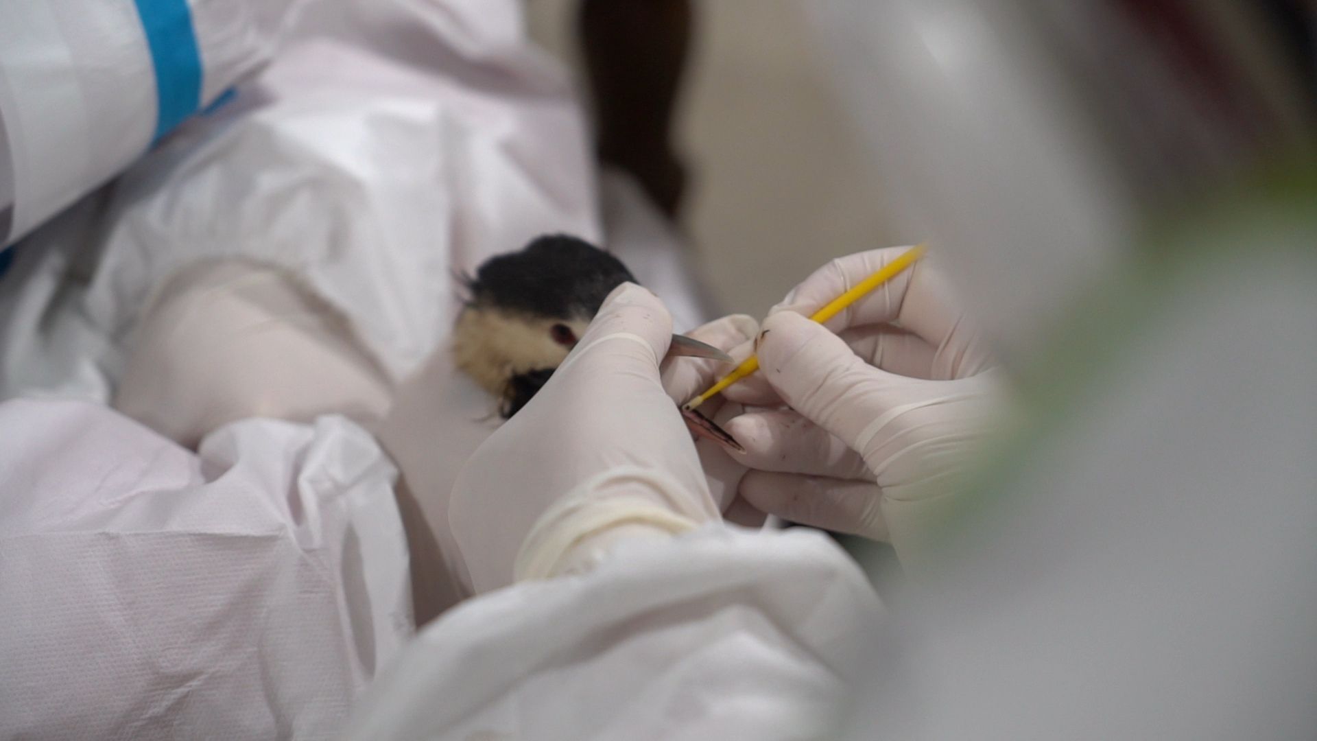 Бронницы, Помощь птицам в Анапе, Волонтеры Бронниц,