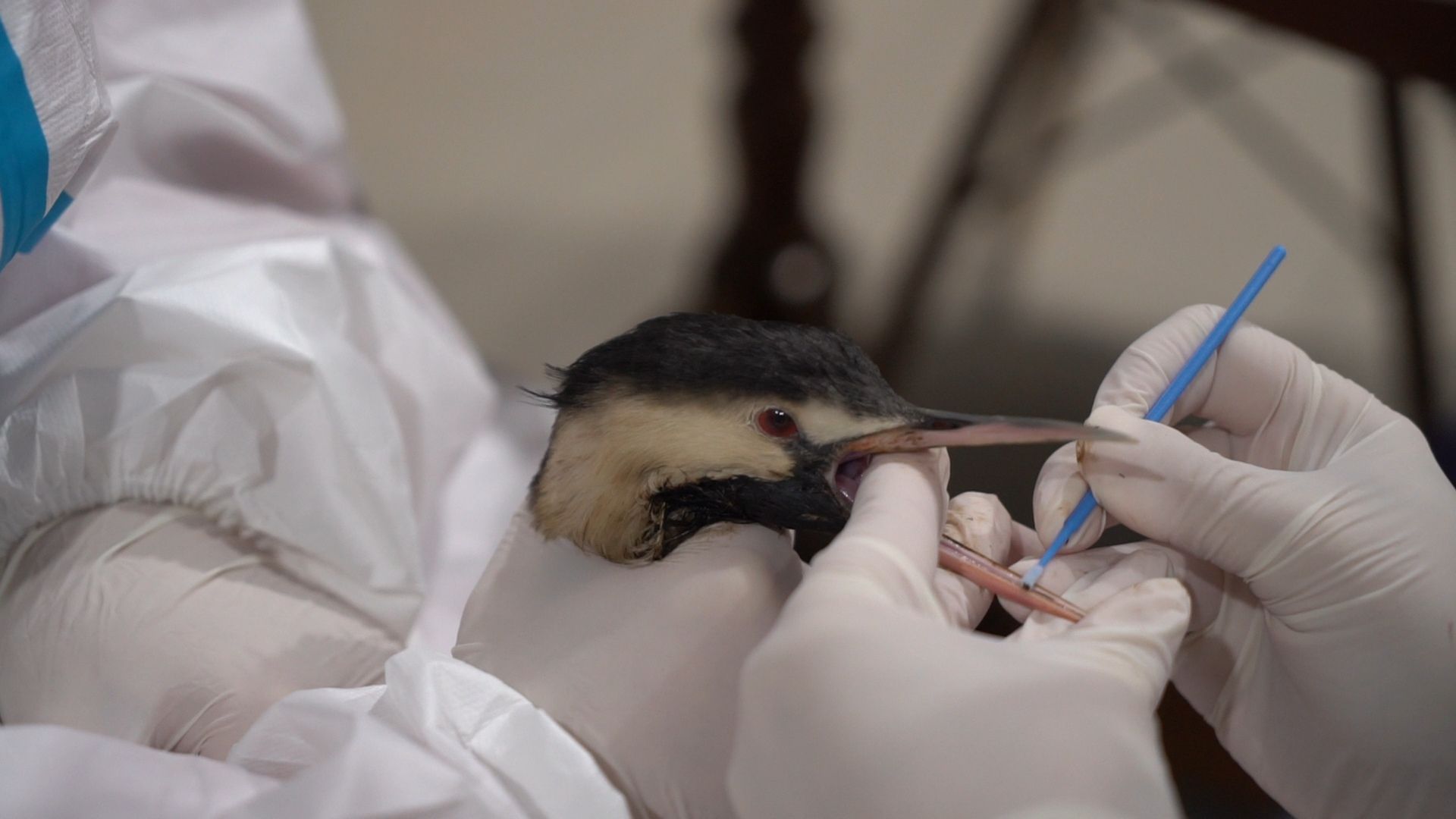 Бронницы, Помощь птицам в Анапе, Волонтеры Бронниц,