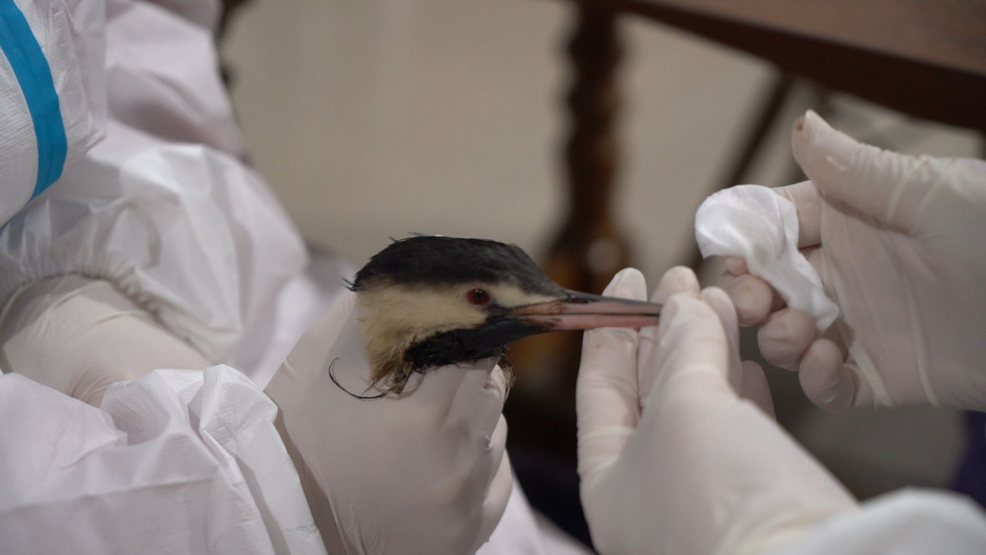 Бронницы, Помощь птицам в Анапе, Волонтеры Бронниц,