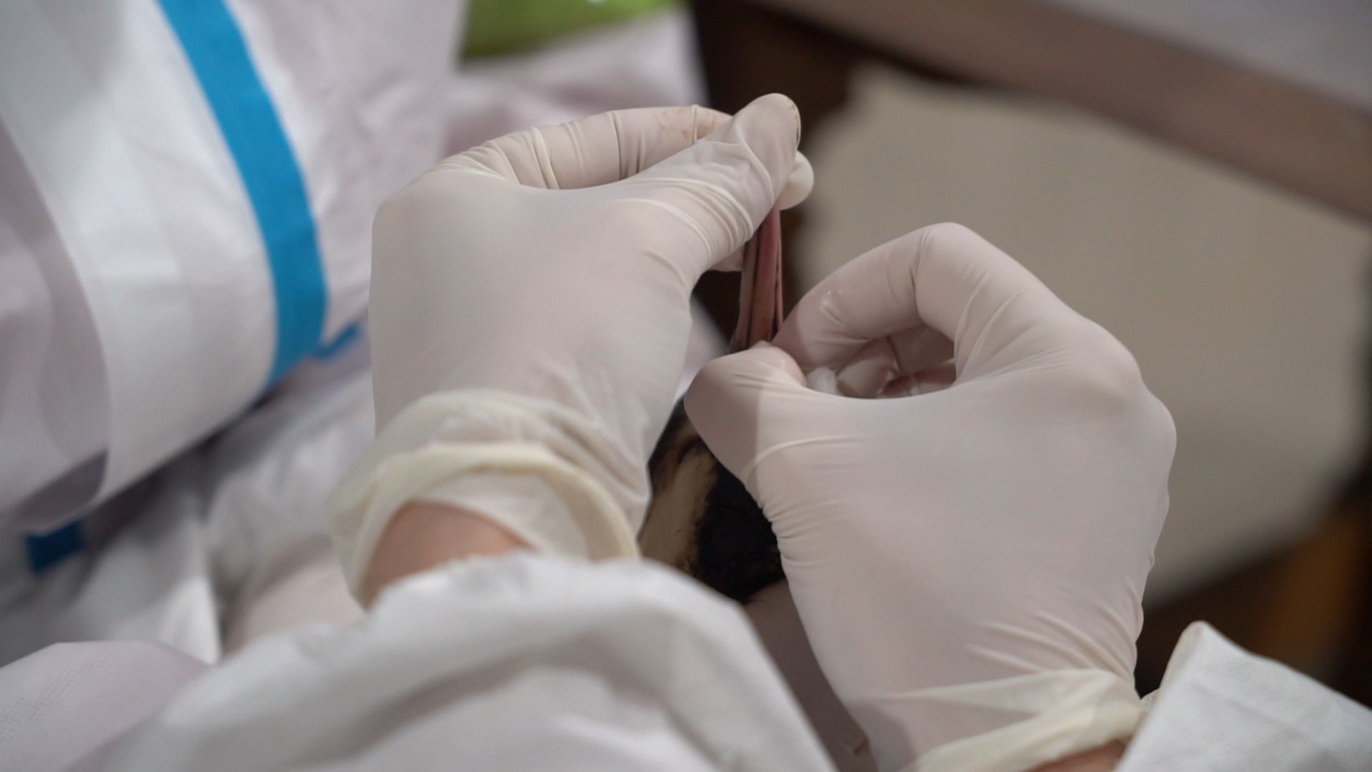 Бронницы, Помощь птицам в Анапе, Волонтеры Бронниц,