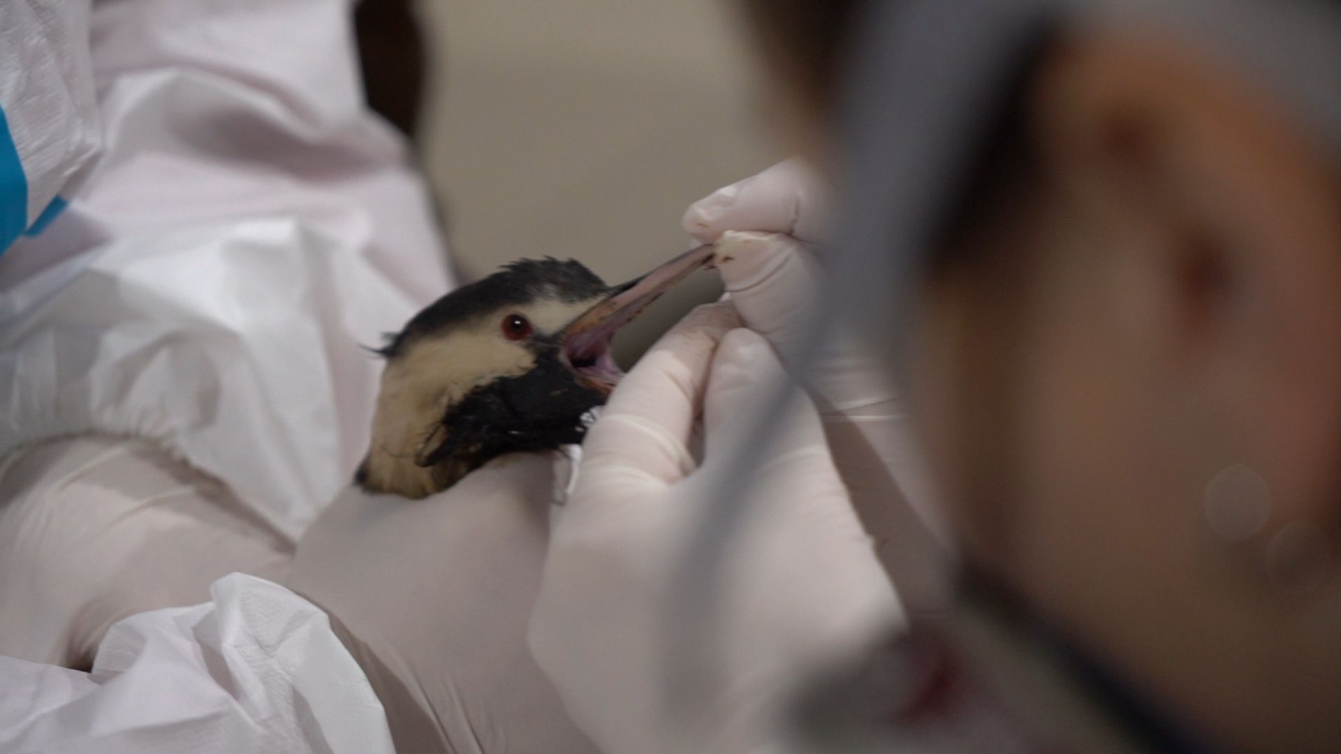 Бронницы, Помощь птицам в Анапе, Волонтеры Бронниц,