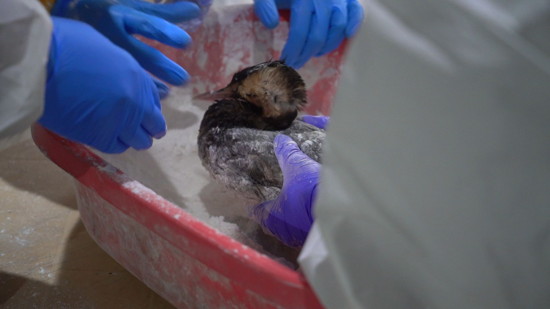 Бронницы, Помощь птицам в Анапе, Волонтеры Бронниц,