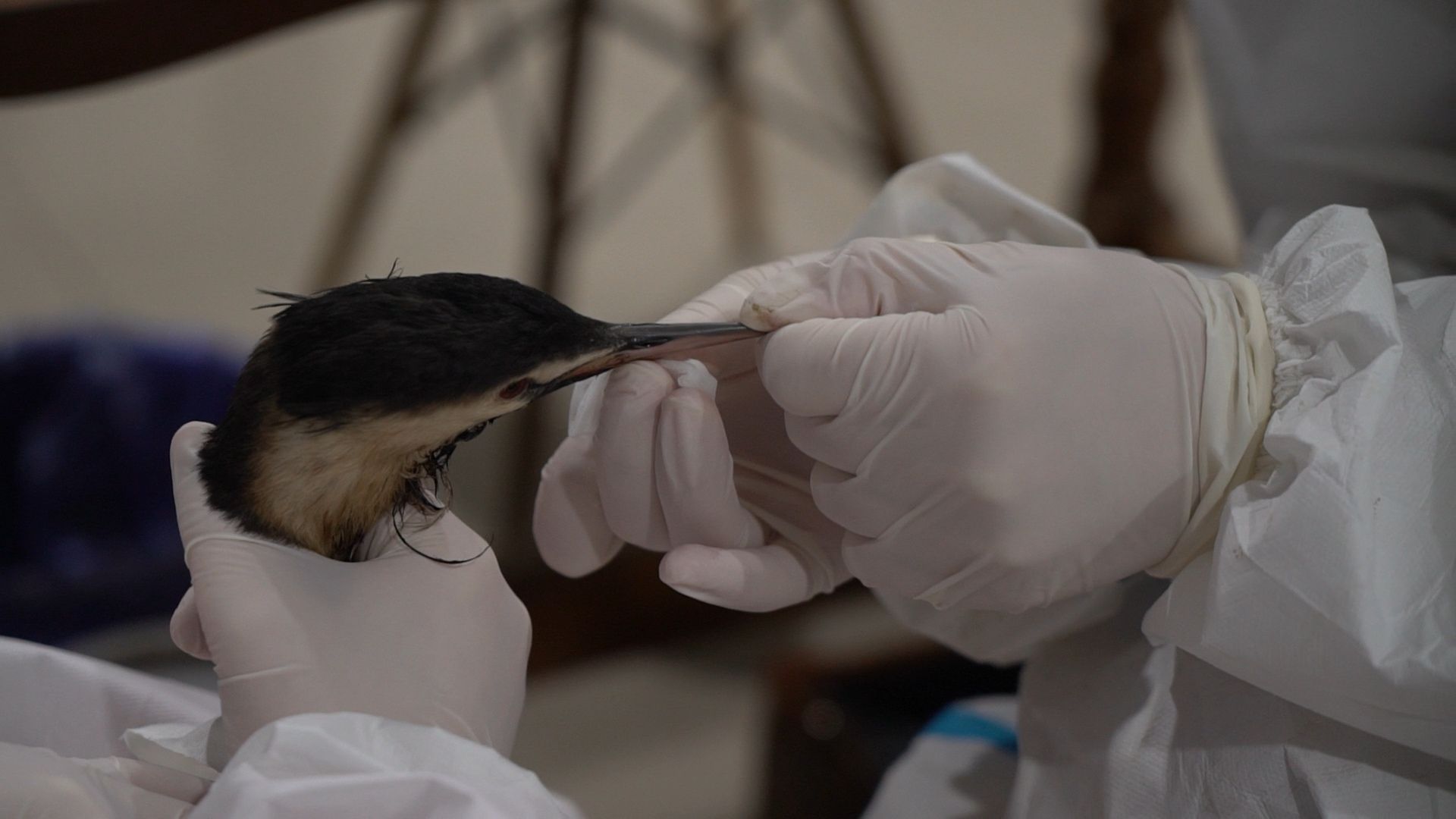 Бронницы, Помощь птицам в Анапе, Волонтеры Бронниц,