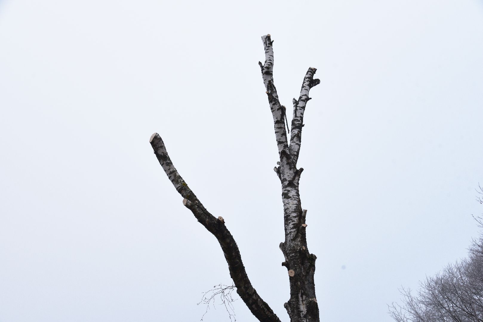 лотошино, добродел, обращение жителей, благоустройство, спил деревьев,