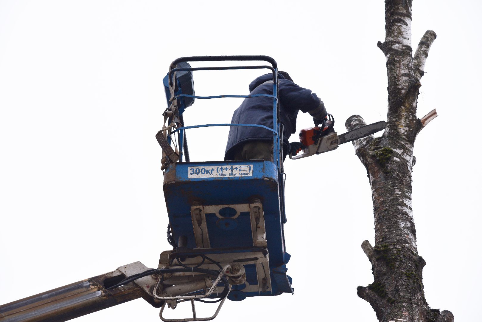 лотошино, добродел, обращение жителей, благоустройство, спил деревьев,