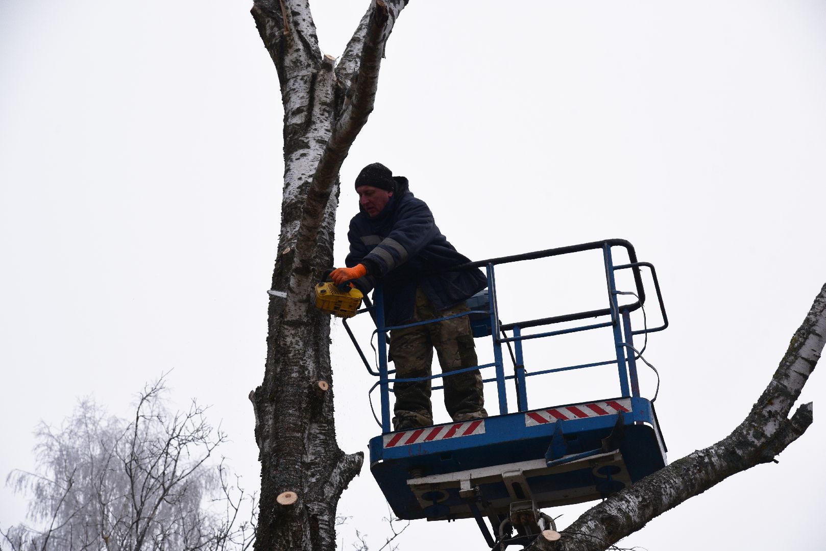 лотошино, добродел, обращение жителей, благоустройство, спил деревьев,