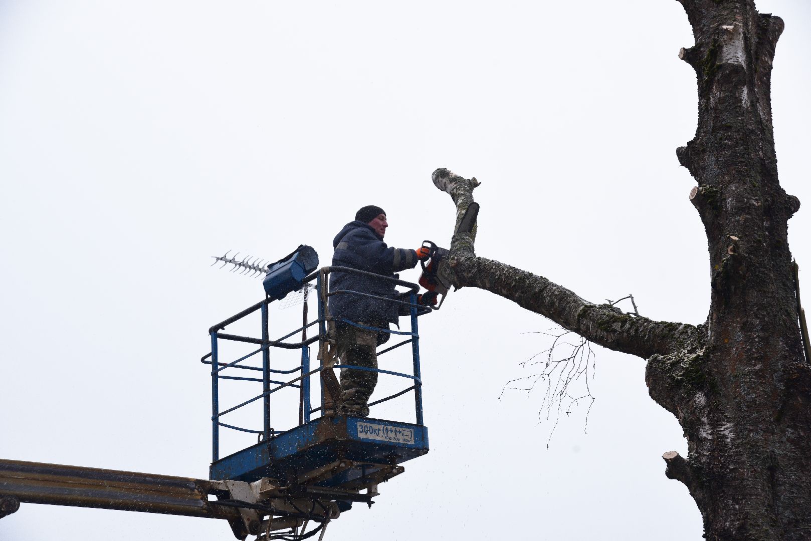 лотошино, добродел, обращение жителей, благоустройство, спил деревьев,