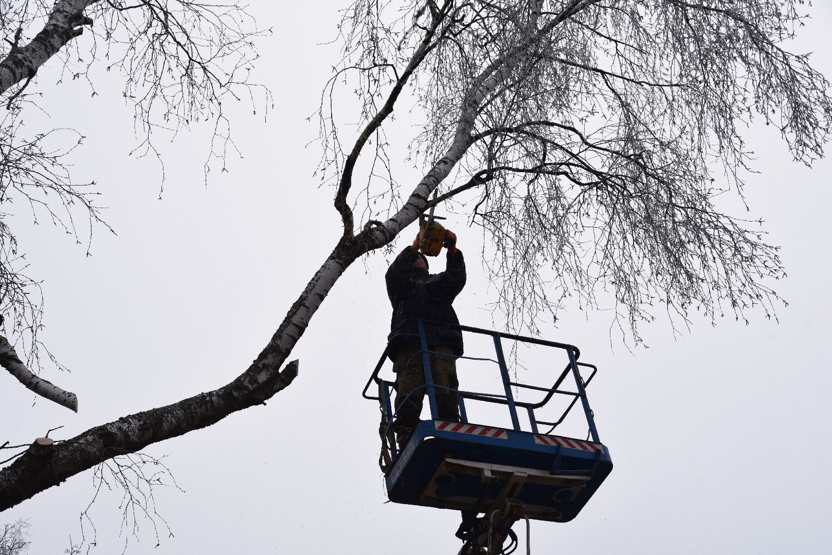 лотошино, добродел, обращение жителей, благоустройство, спил деревьев,