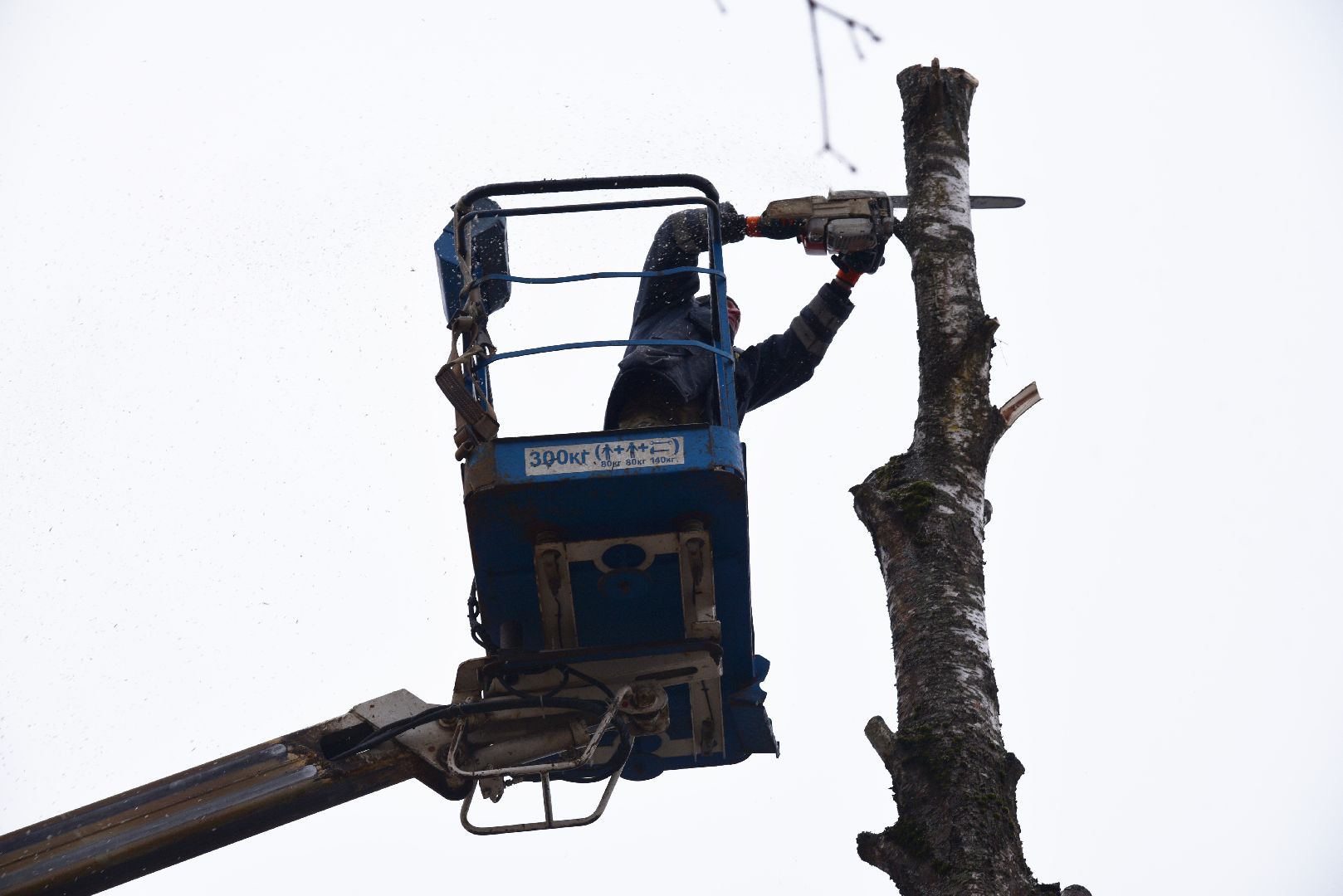 лотошино, добродел, обращение жителей, благоустройство, спил деревьев,