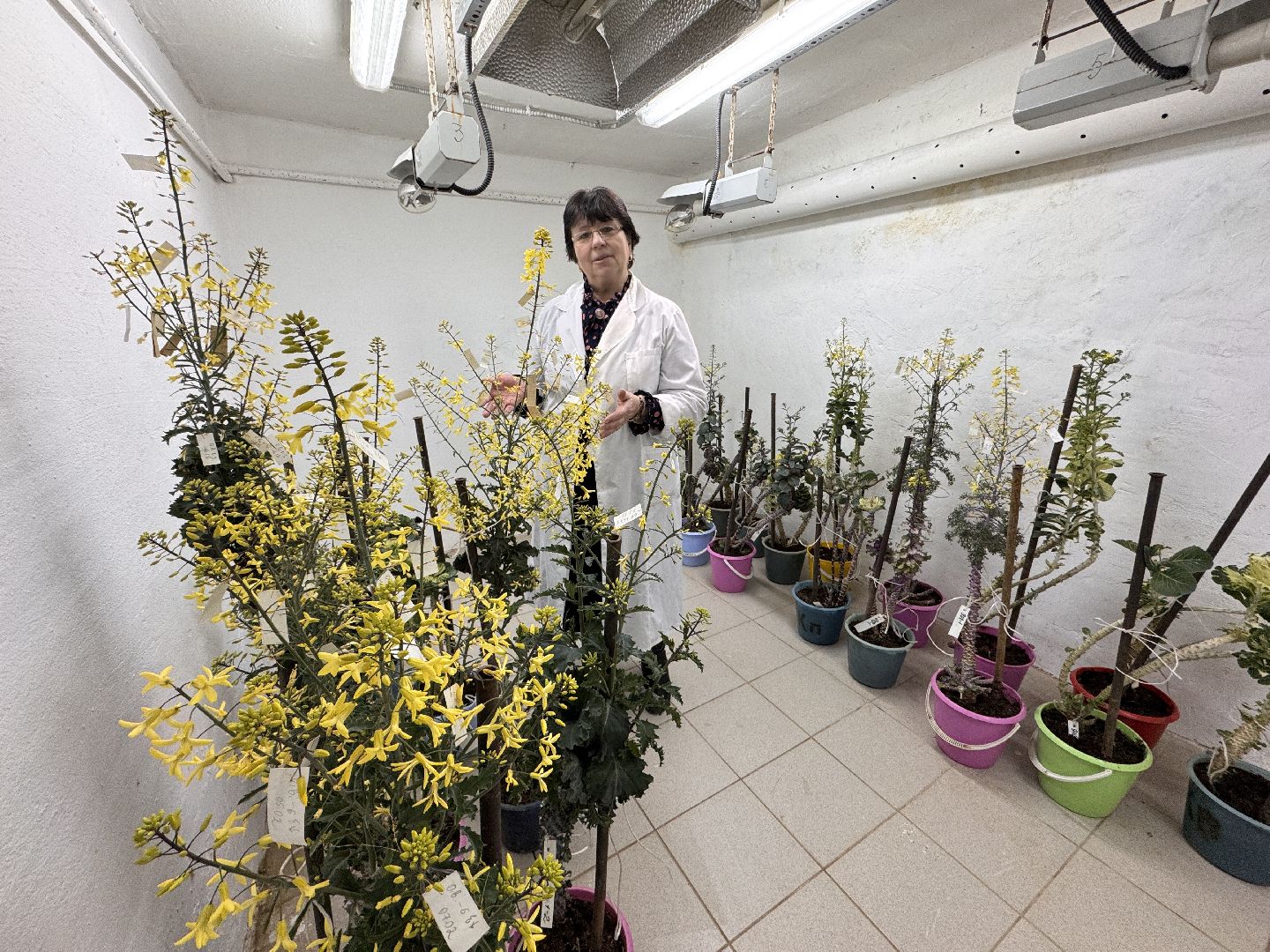 Женщины в науке, Федеральный научный центр овощеводства, Одинцово, Наука, вертикалки,