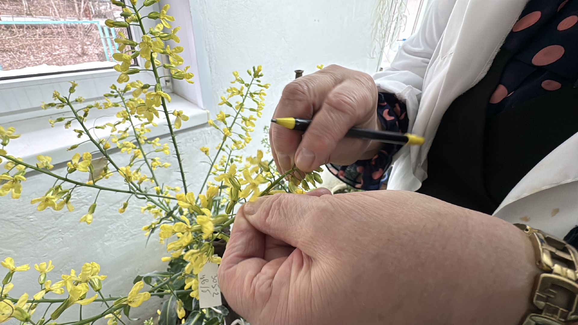 Женщины в науке, Федеральный научный центр овощеводства, Одинцово, Наука, вертикалки,